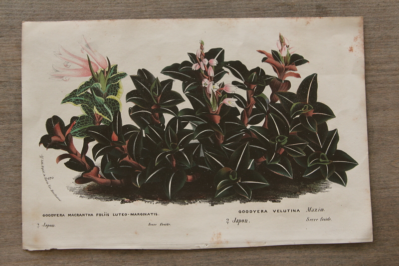 アンティークプリント ボタニカルアート イギリス 植物図鑑 【Antiques