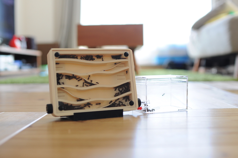 アリ飼育ケースの使用感レビュー！ ｜Large Hybrid Nest ハイブリッド