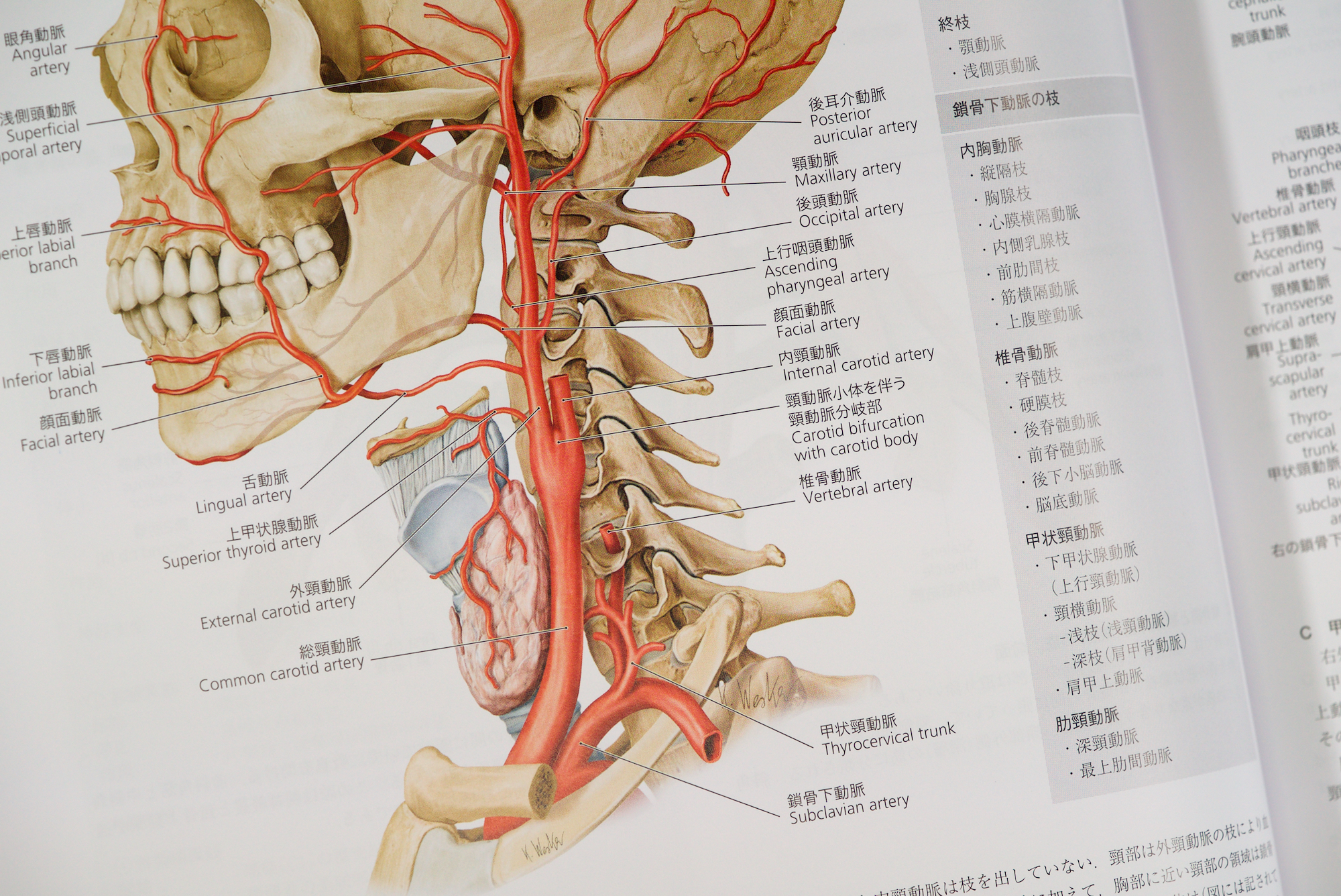 プロメテウス解剖学アトラス 頭頸部/神経解剖 第3版 / Anatomy 今日も