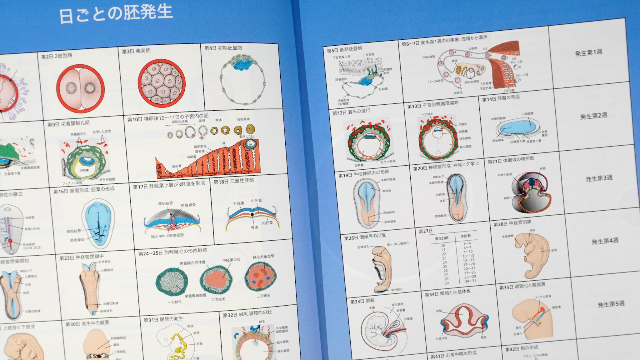 ラングマン人体発生学 第12版（原著第15版） / Anatomy 今日も明日も