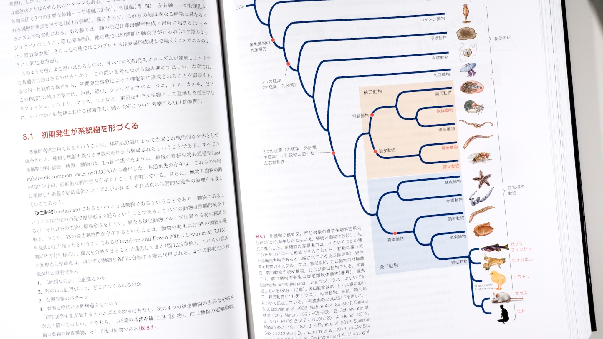 ギルバート発生生物学 第2版 / Anatomy 今日も明日も/ギルバート発生