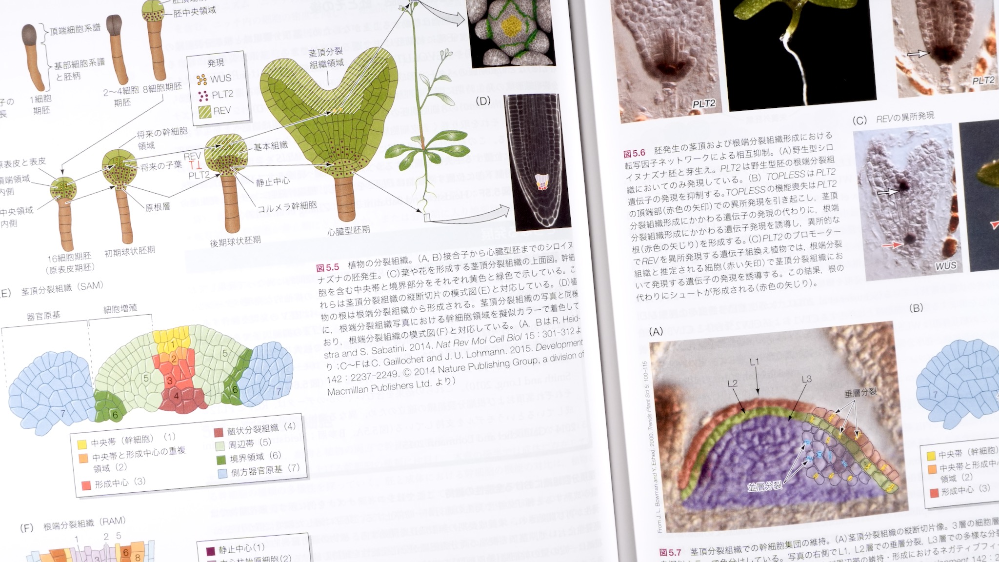 ギルバート発生生物学 第2版 / Anatomy 今日も明日も/ギルバート発生