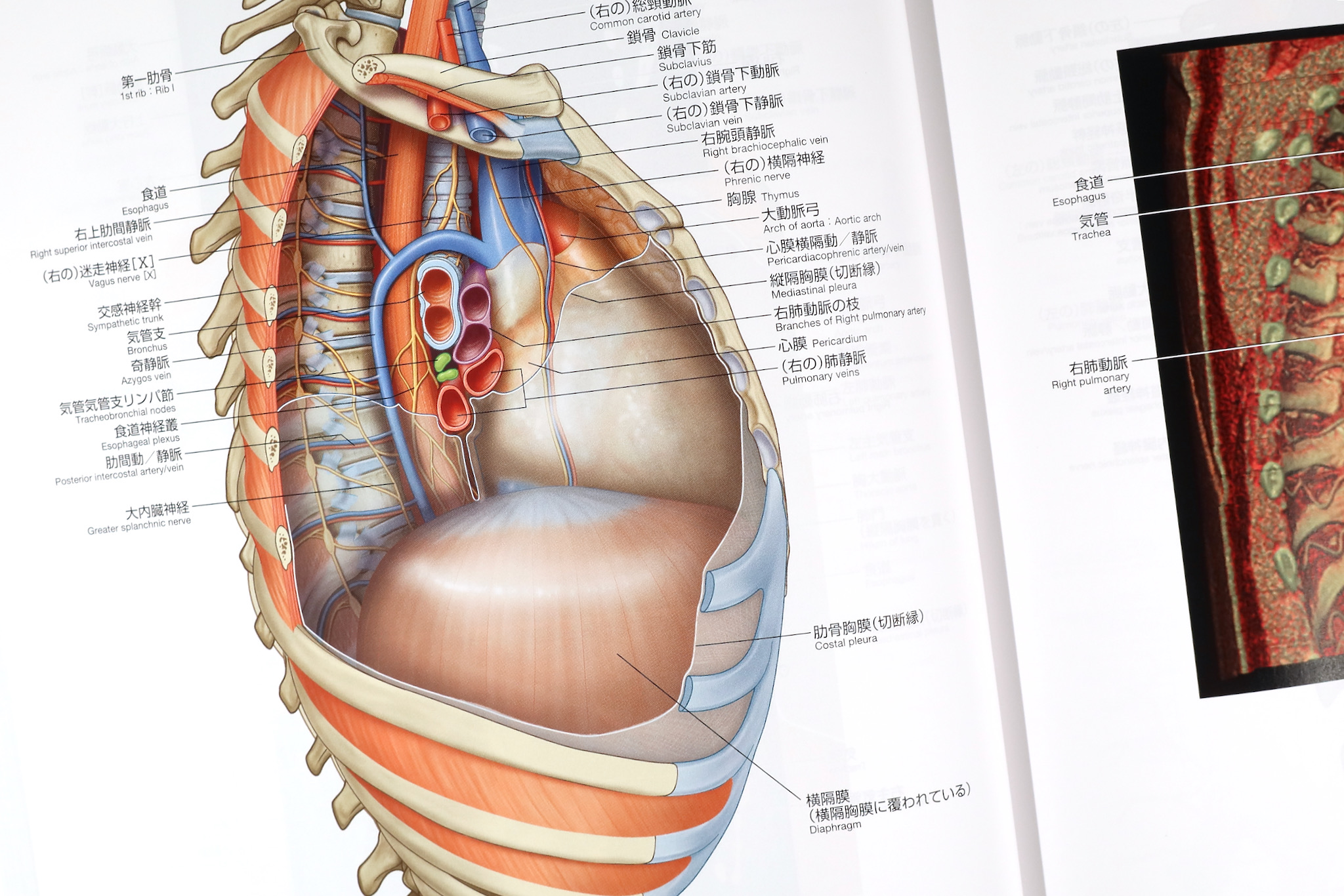 グレイ解剖学アトラス原著第3版 / Anatomy 今日も明日も/グレイ解剖学