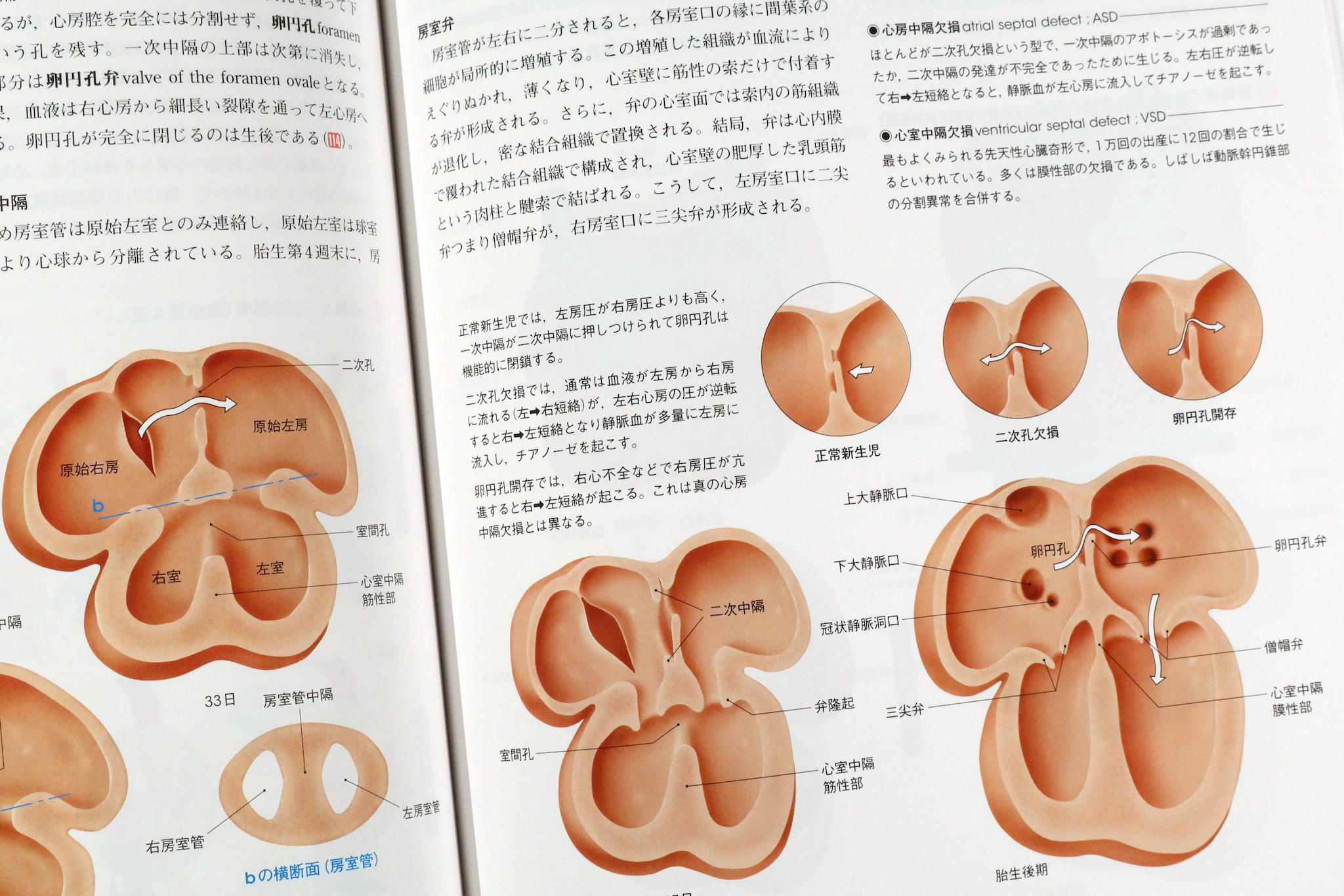 人体の正常構造と機能 全10巻縮刷版 改訂第4版 / Anatomy 今日も明日も