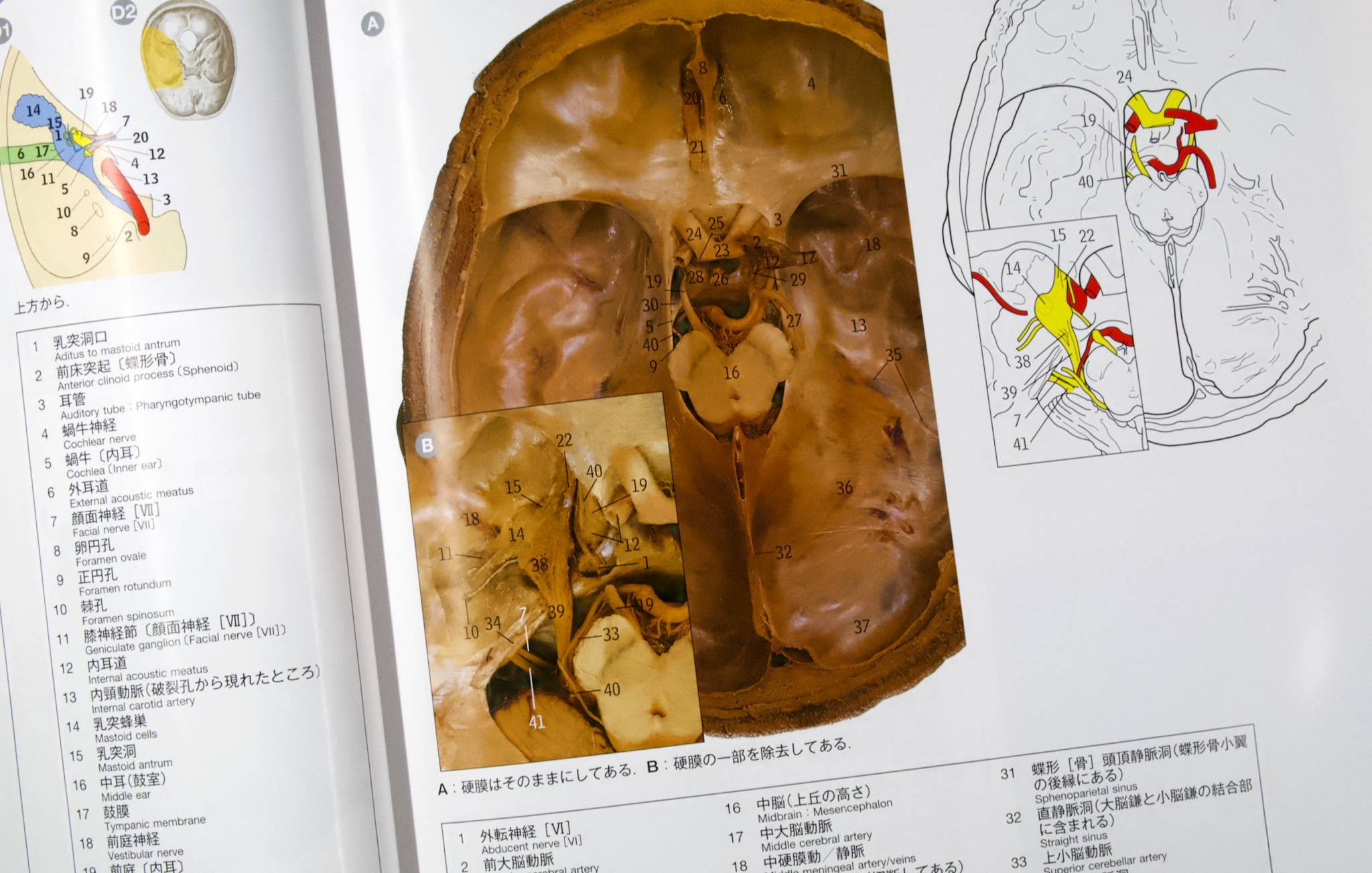 人体解剖カラーアトラス 原書第8版 / Anatomy 今日も明日も/人体解剖