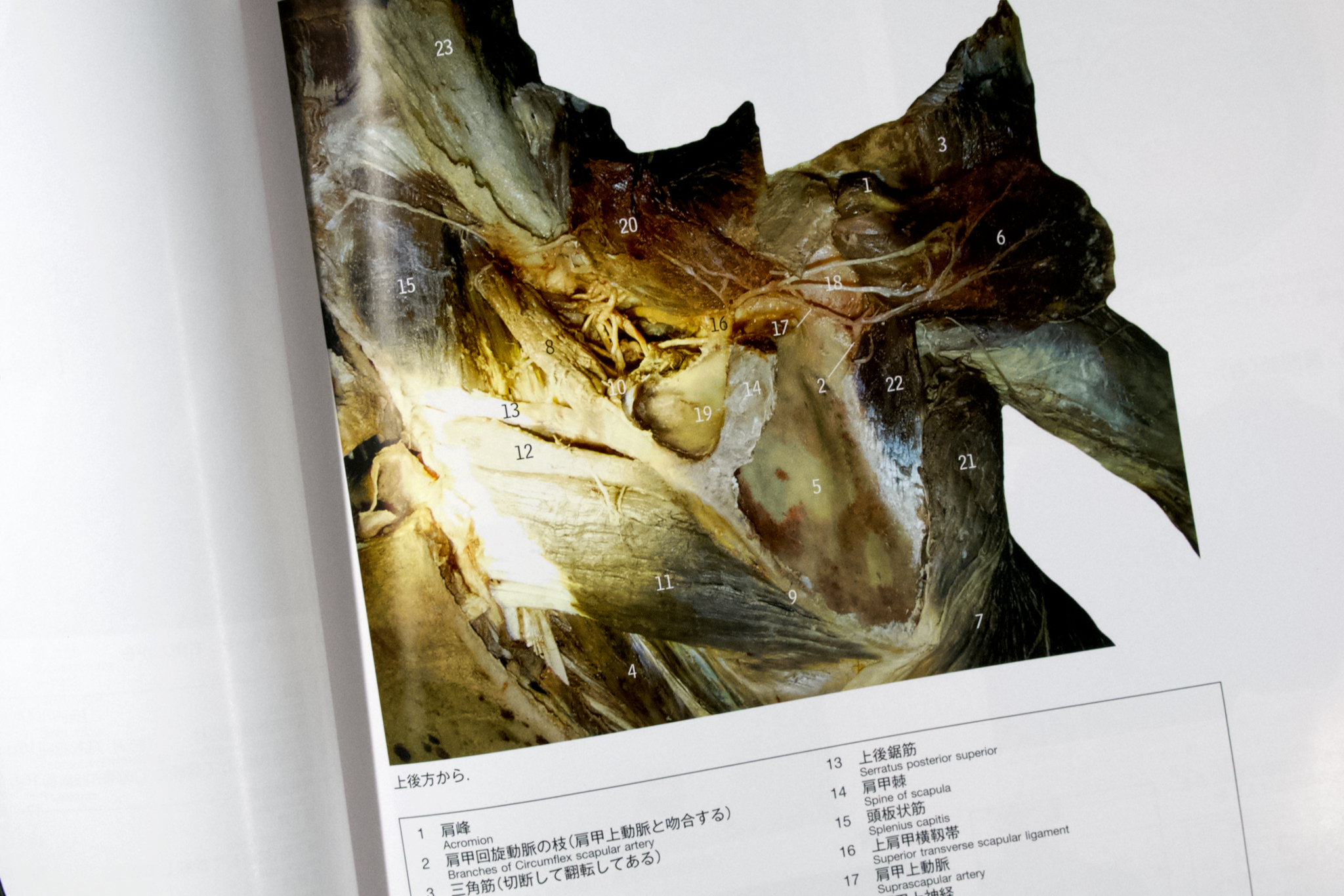 人体解剖カラーアトラス 原書第8版 / Anatomy 今日も明日も/人体解剖