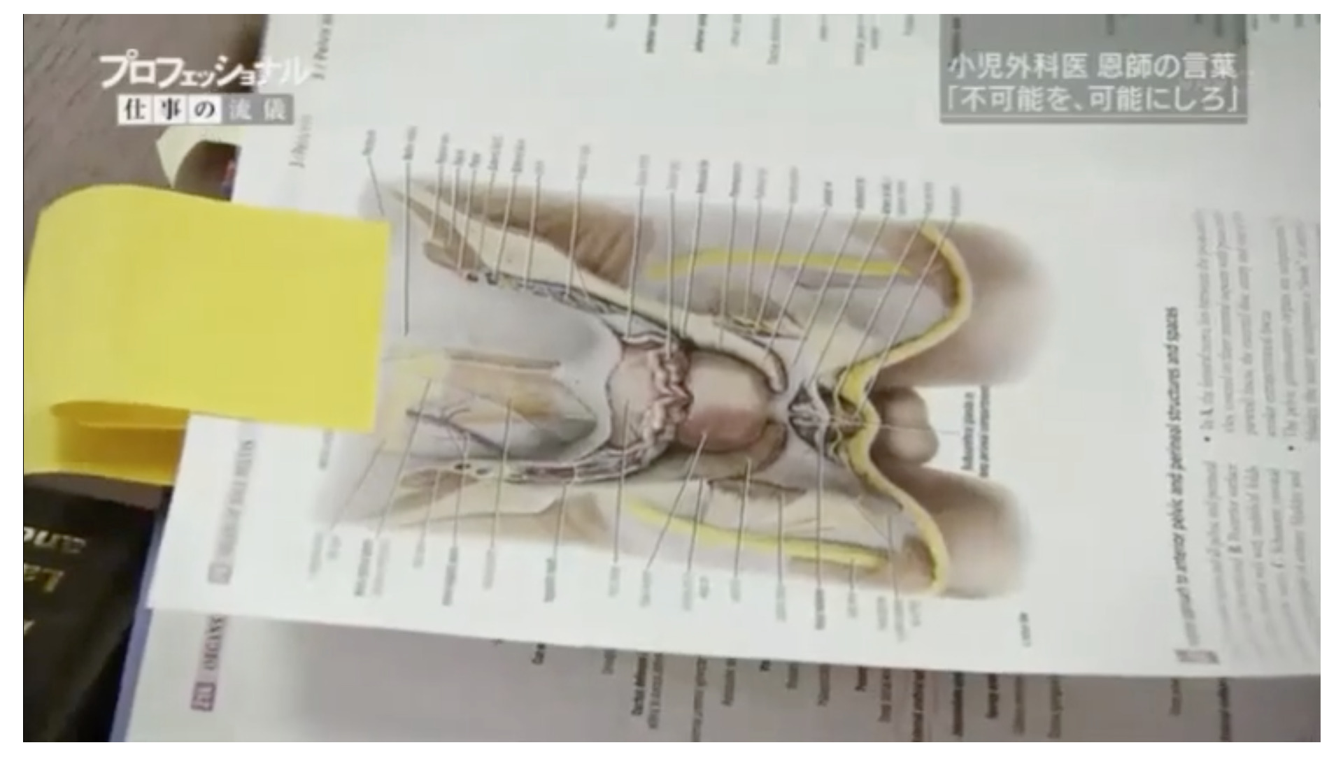 グラント解剖学図譜 第8版 / Anatomy 今日も明日も/グラント解剖学図譜