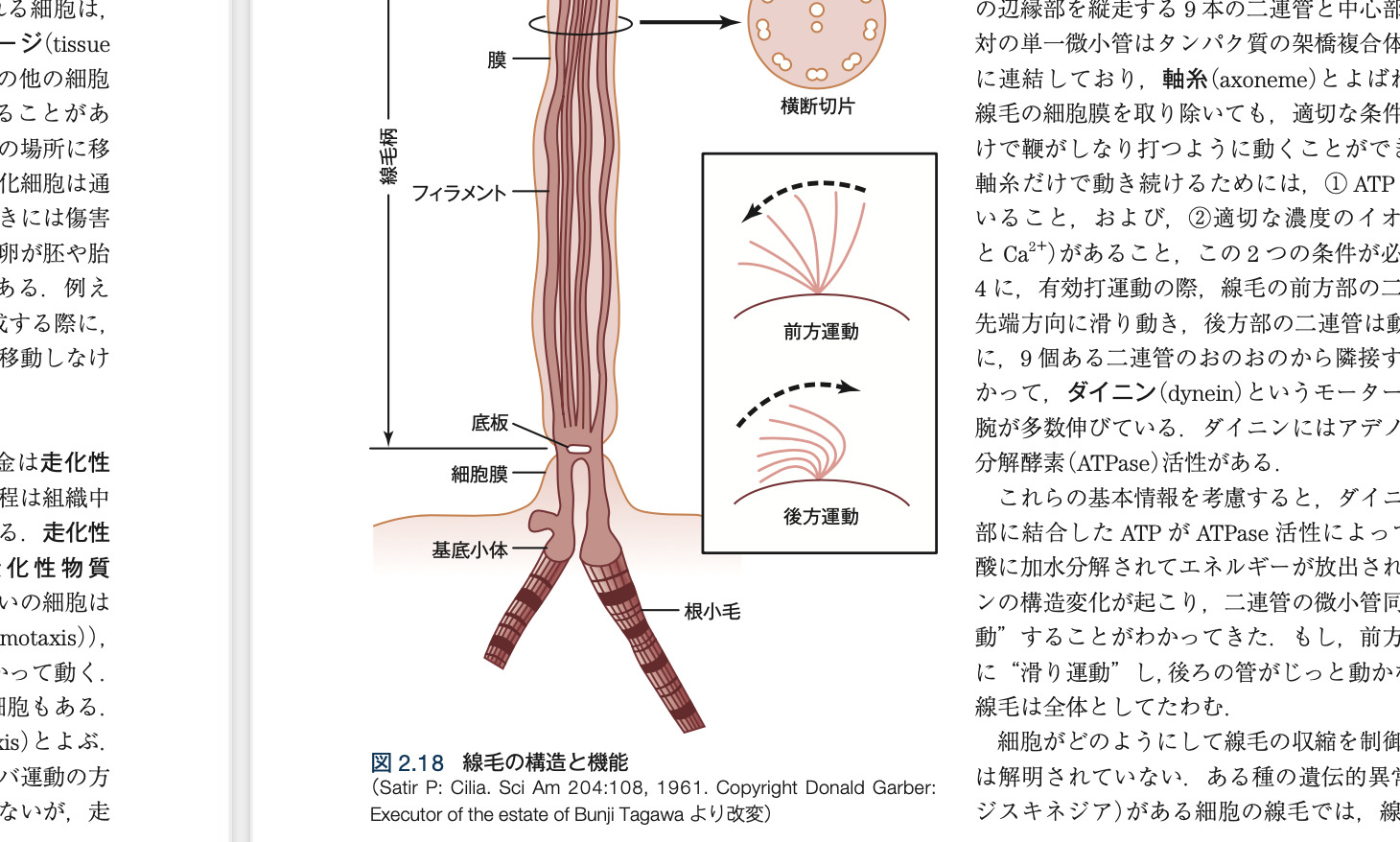 ガイトン生理学 原著第13版 / Anatomy 今日も明日も/ガイトン生理学