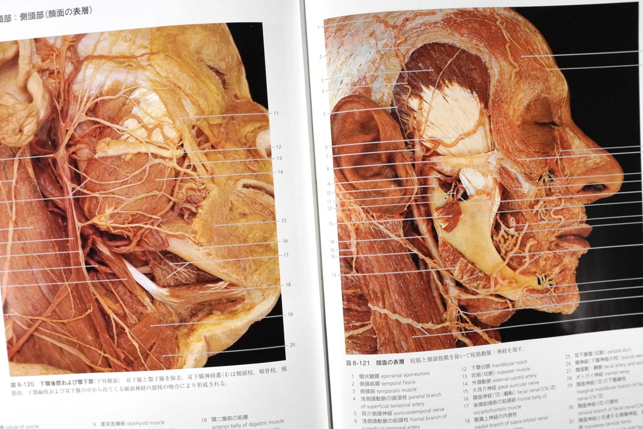 解剖学カラーアトラス 第9版 / Anatomy 今日も明日も/解剖学カラー