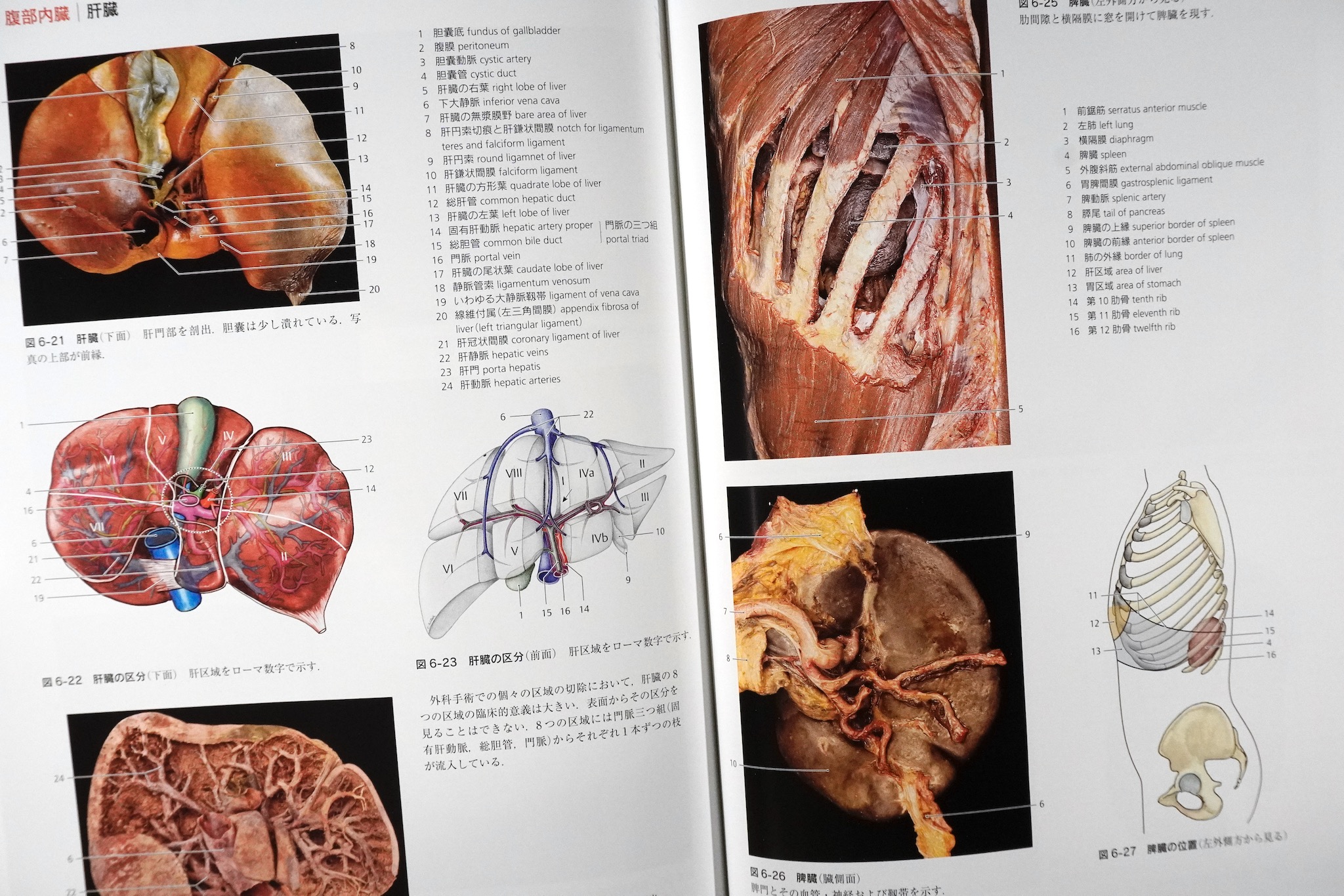 解剖学カラーアトラス 第9版 / Anatomy 今日も明日も/解剖学カラー