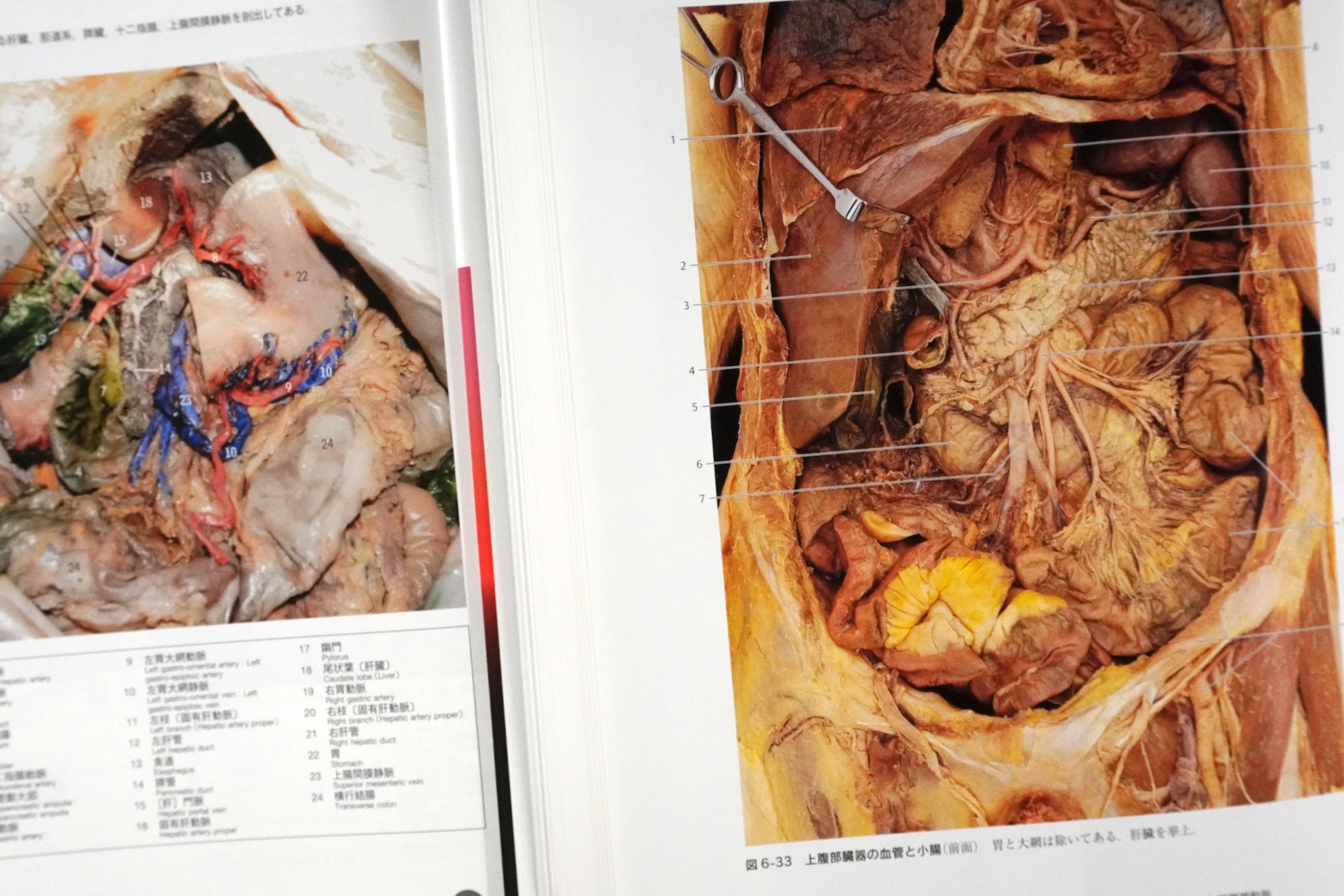 解剖学カラーアトラス 第9版 / Anatomy 今日も明日も/解剖学カラー