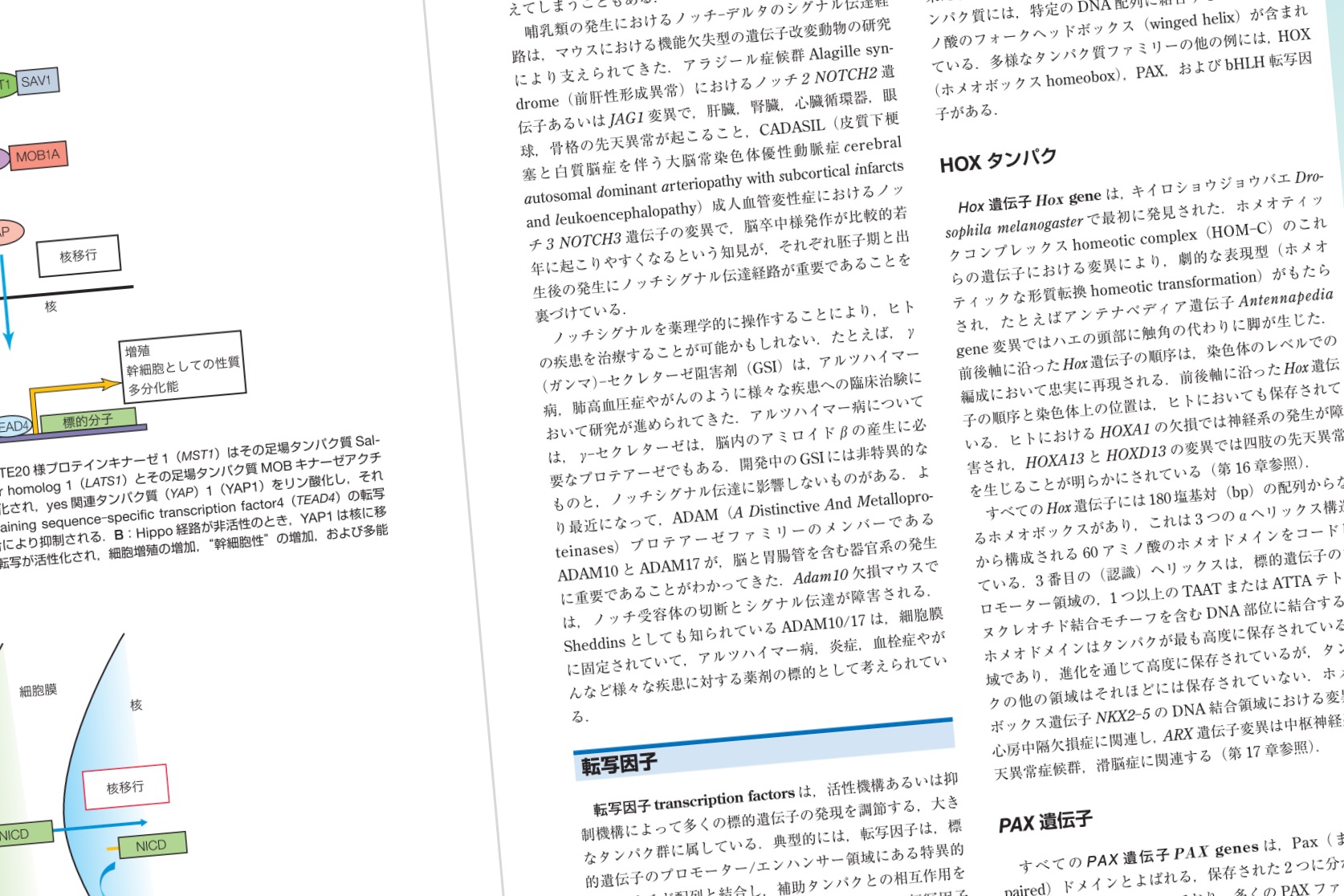 ムーア人体発生学 原著第11版 / Anatomy 今日も明日も/ムーア人体発生