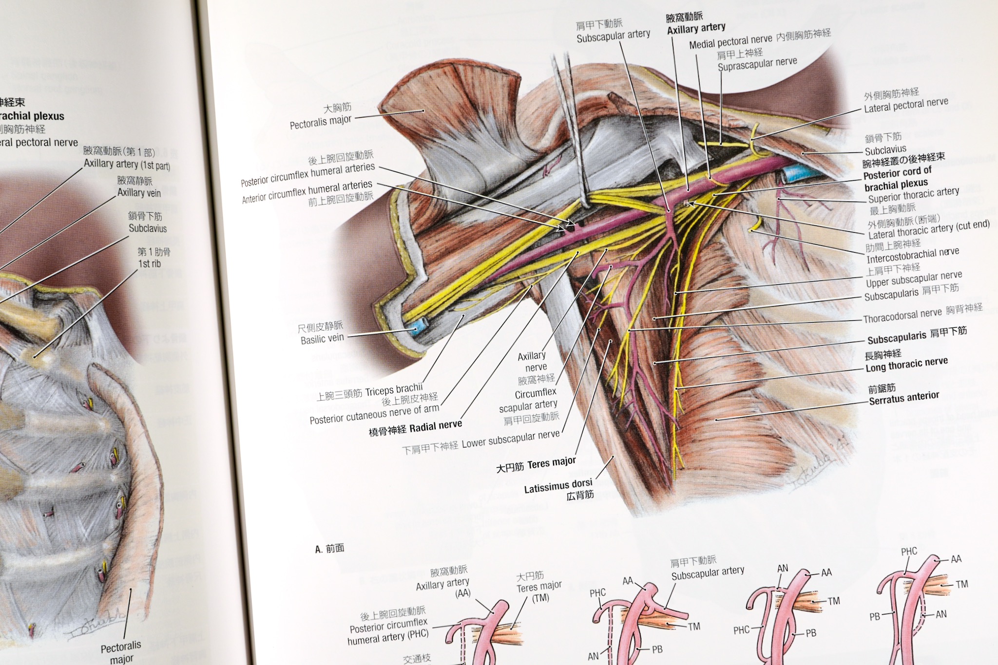 グラント解剖学図譜 第8版 / Anatomy 今日も明日も/グラント解剖学図譜