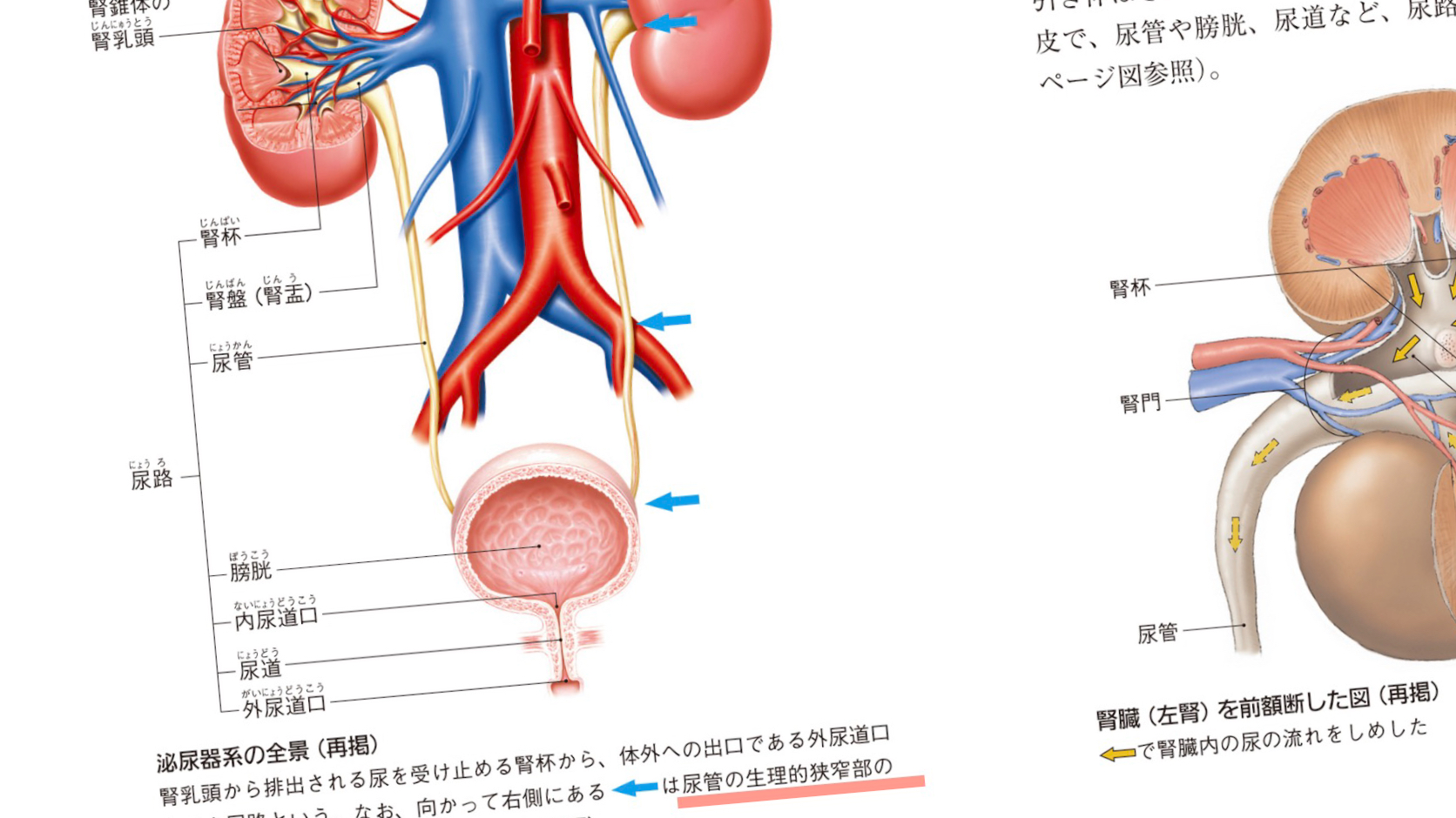 新しい人体の教科書 上・下 ／ 人体誕生 / Anatomy 今日も明日も