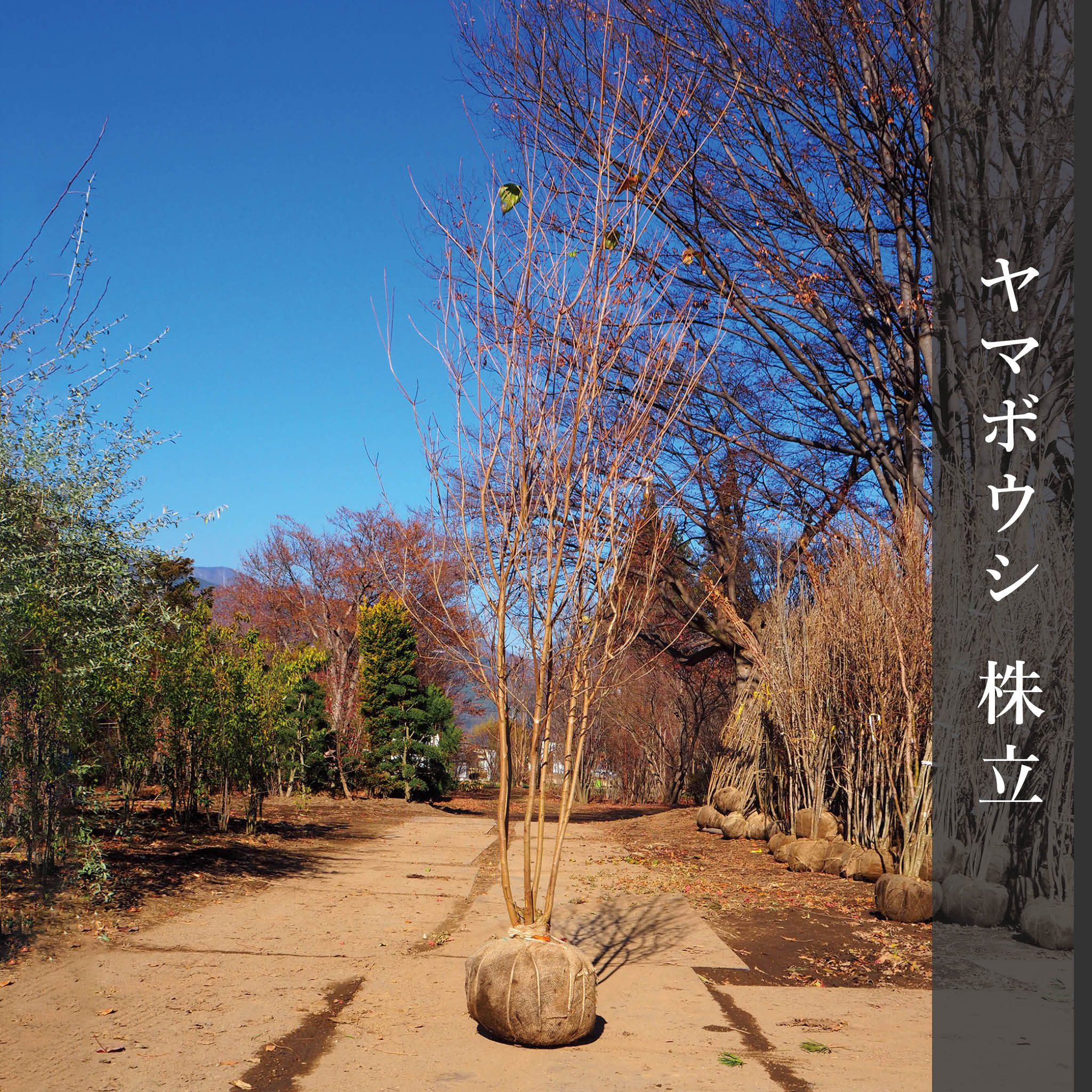 クロモジ 株立 ② imgrc0088726767.jpg