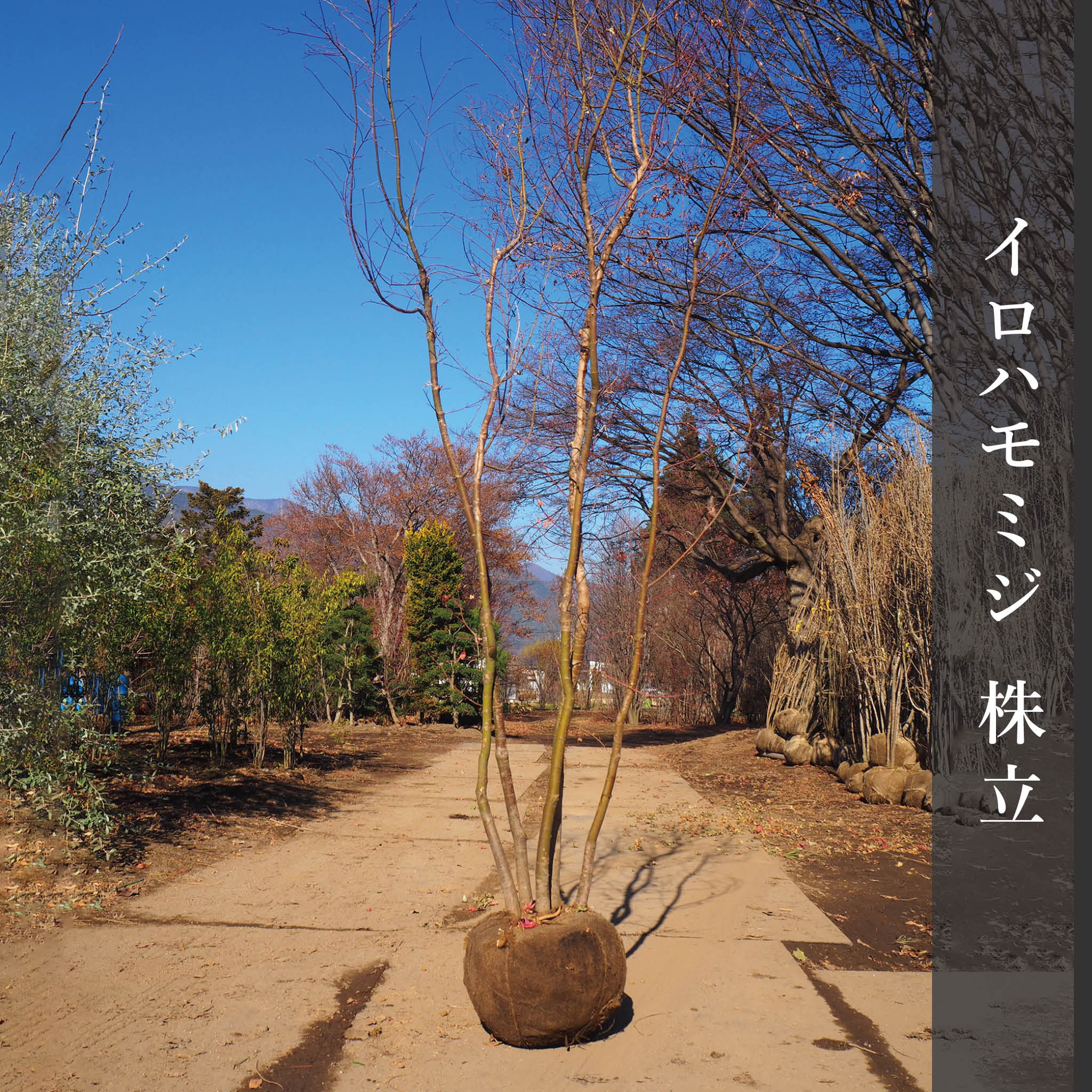 イロハモミジ（株立） 4m – 安藤苗圃