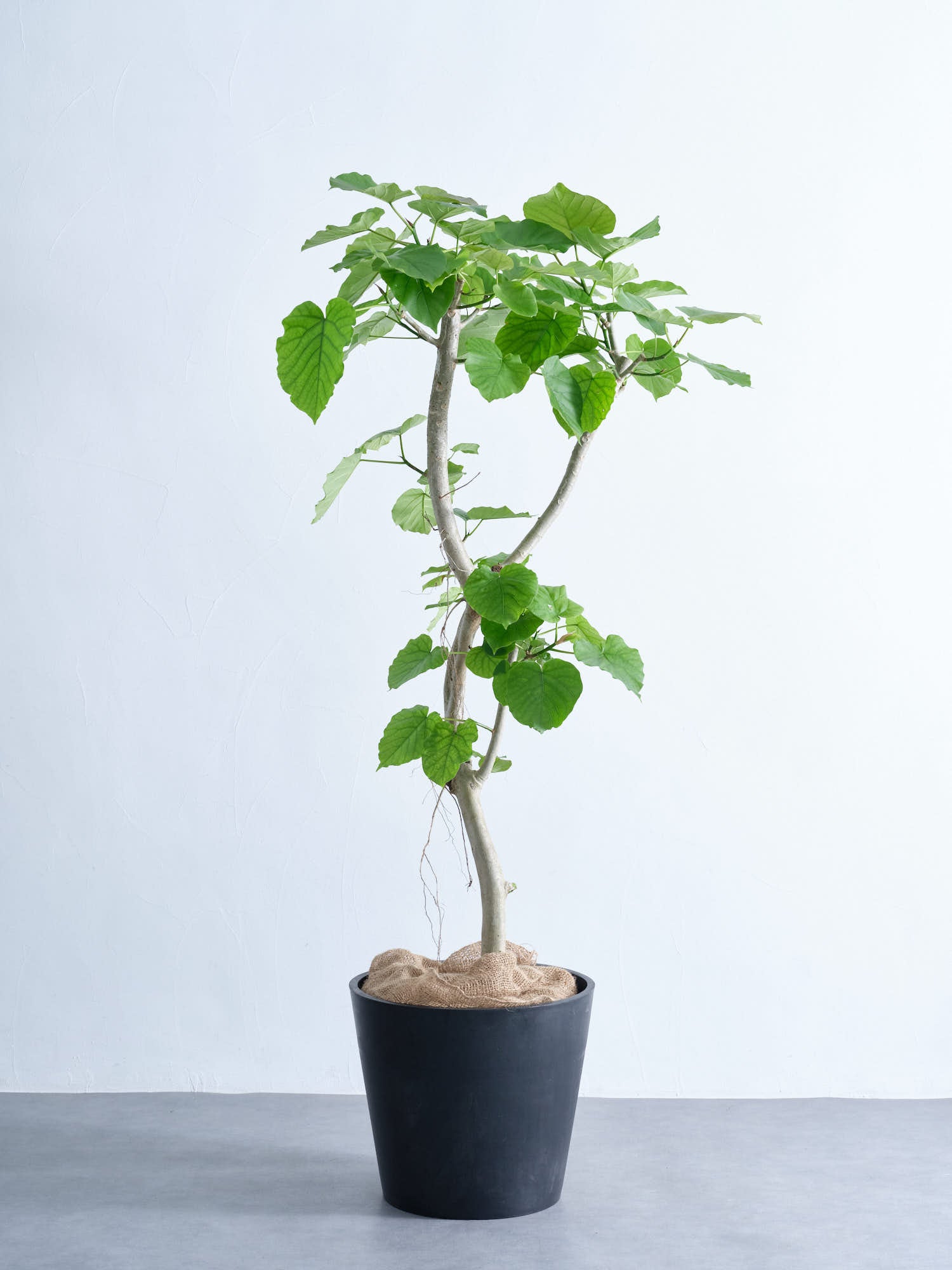 フィカス・ウンベラータ XL #2 | 観葉植物の通販 AND PLANTS (アンド