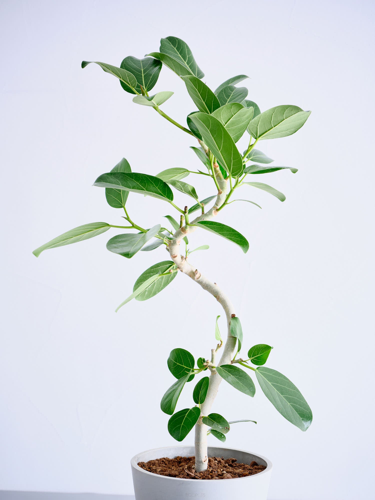 フィカス・ベンガレンシス S | 観葉植物の通販 AND PLANTS (アンド