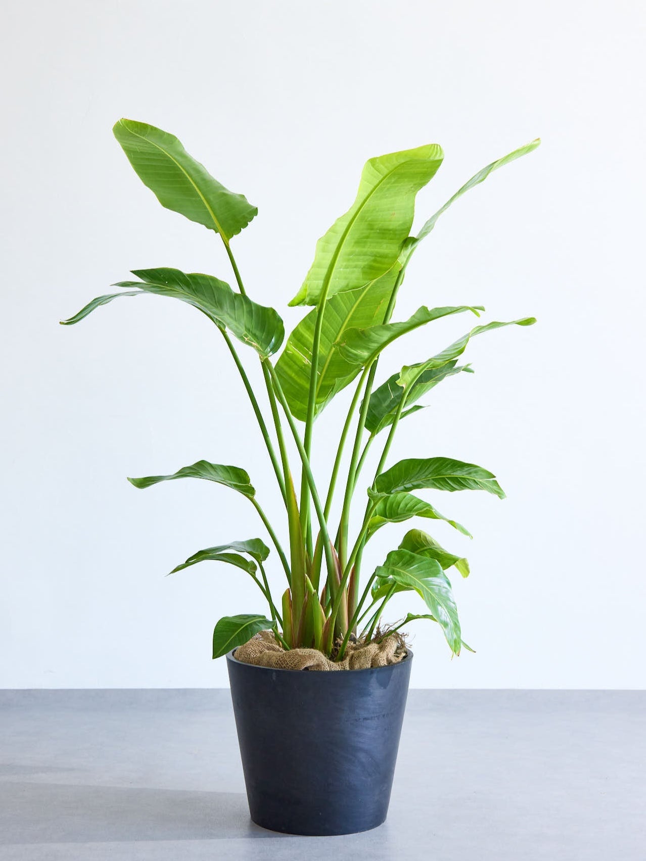 ストレリチア・オーガスタ XL | 観葉植物の通販 AND PLANTS (アンド