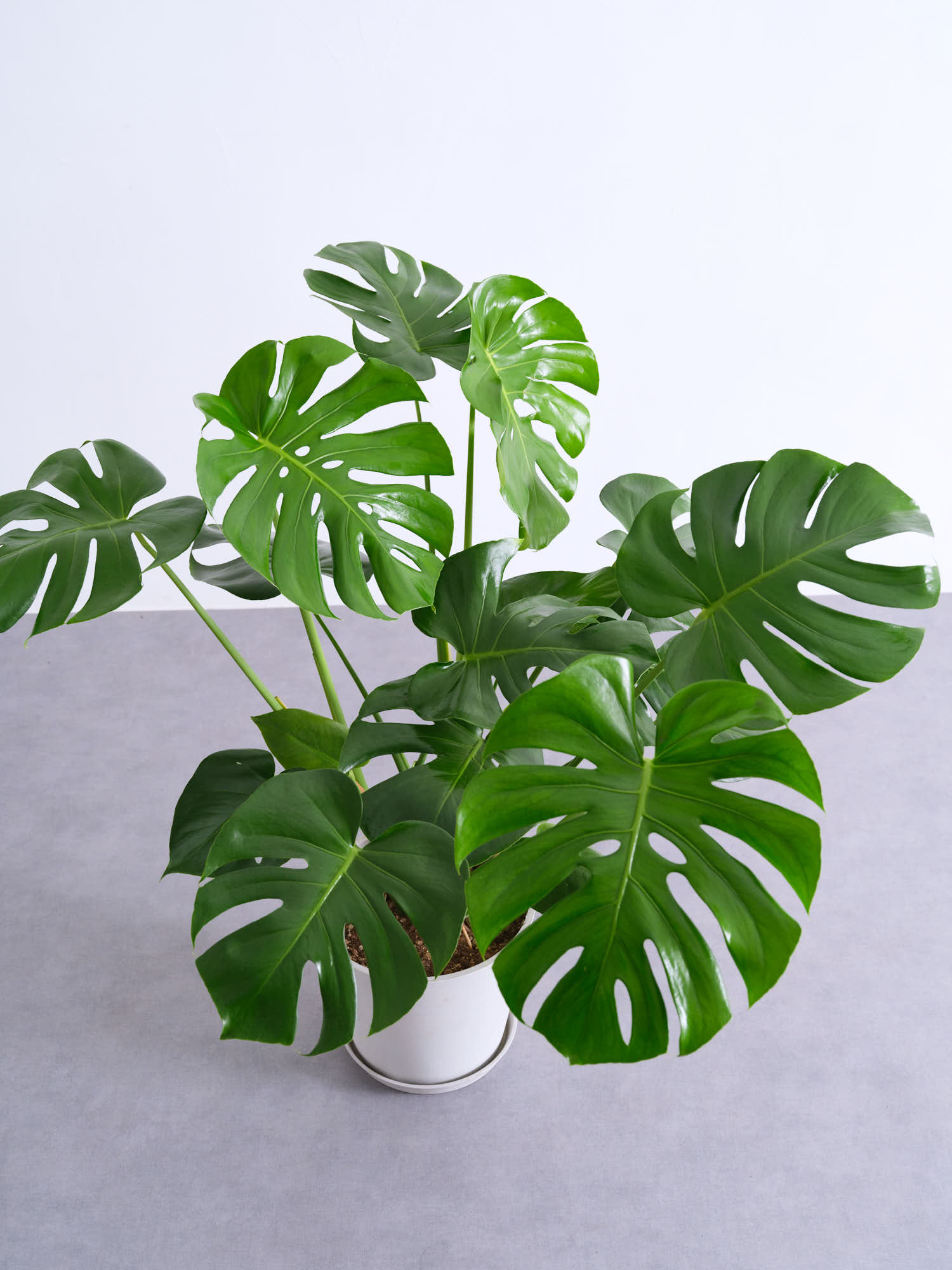 モンステラ デリシオーサ M | 観葉植物の通販 AND PLANTS (アンドプランツ)