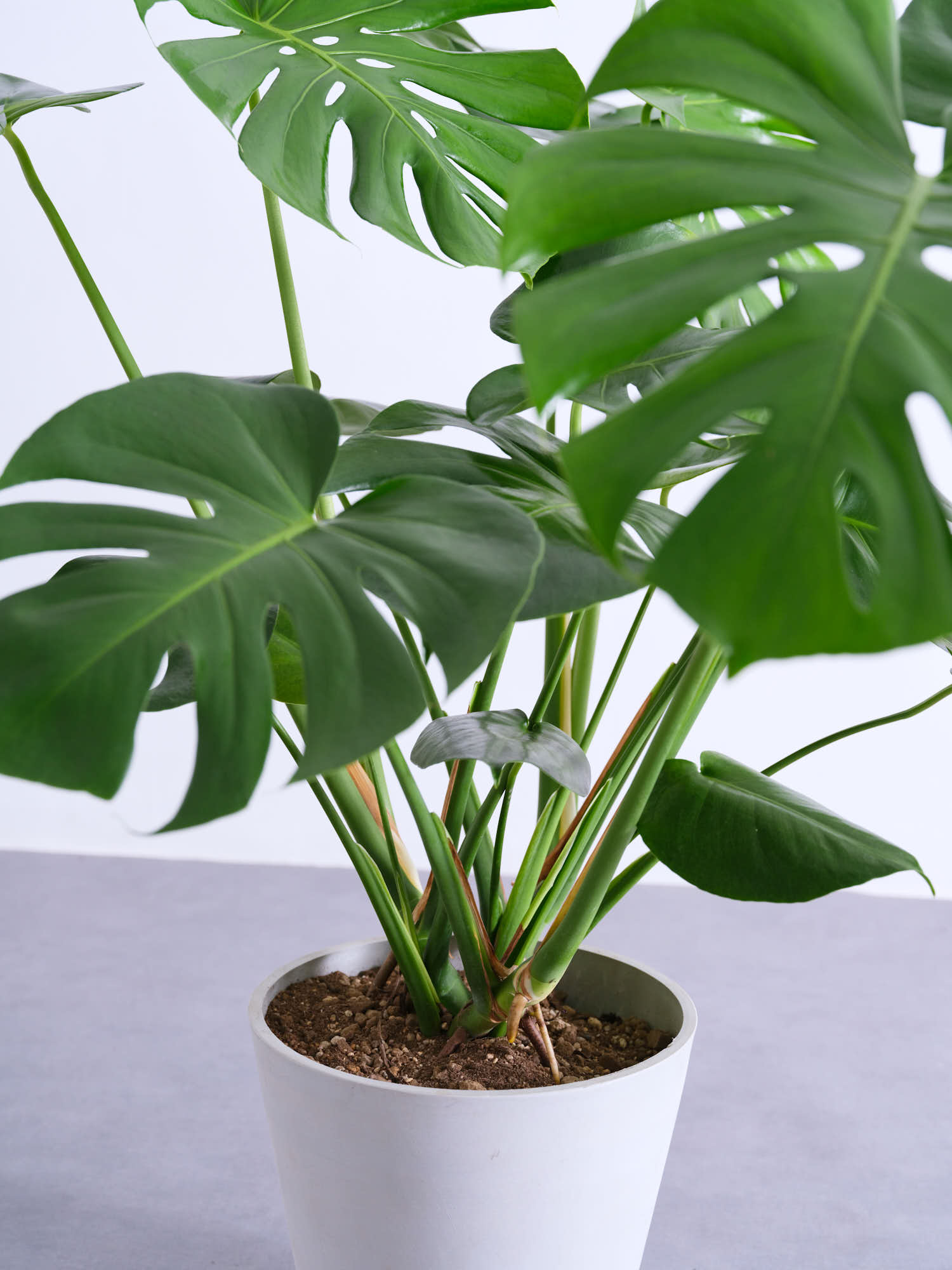 モンステラ デリシオーサ M | 観葉植物の通販 AND PLANTS (アンドプランツ)