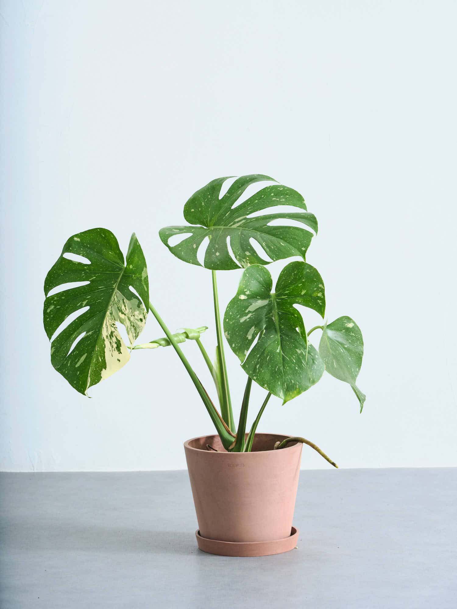 モンステラ・タイコンステレーション S | 観葉植物の通販 AND PLANTS