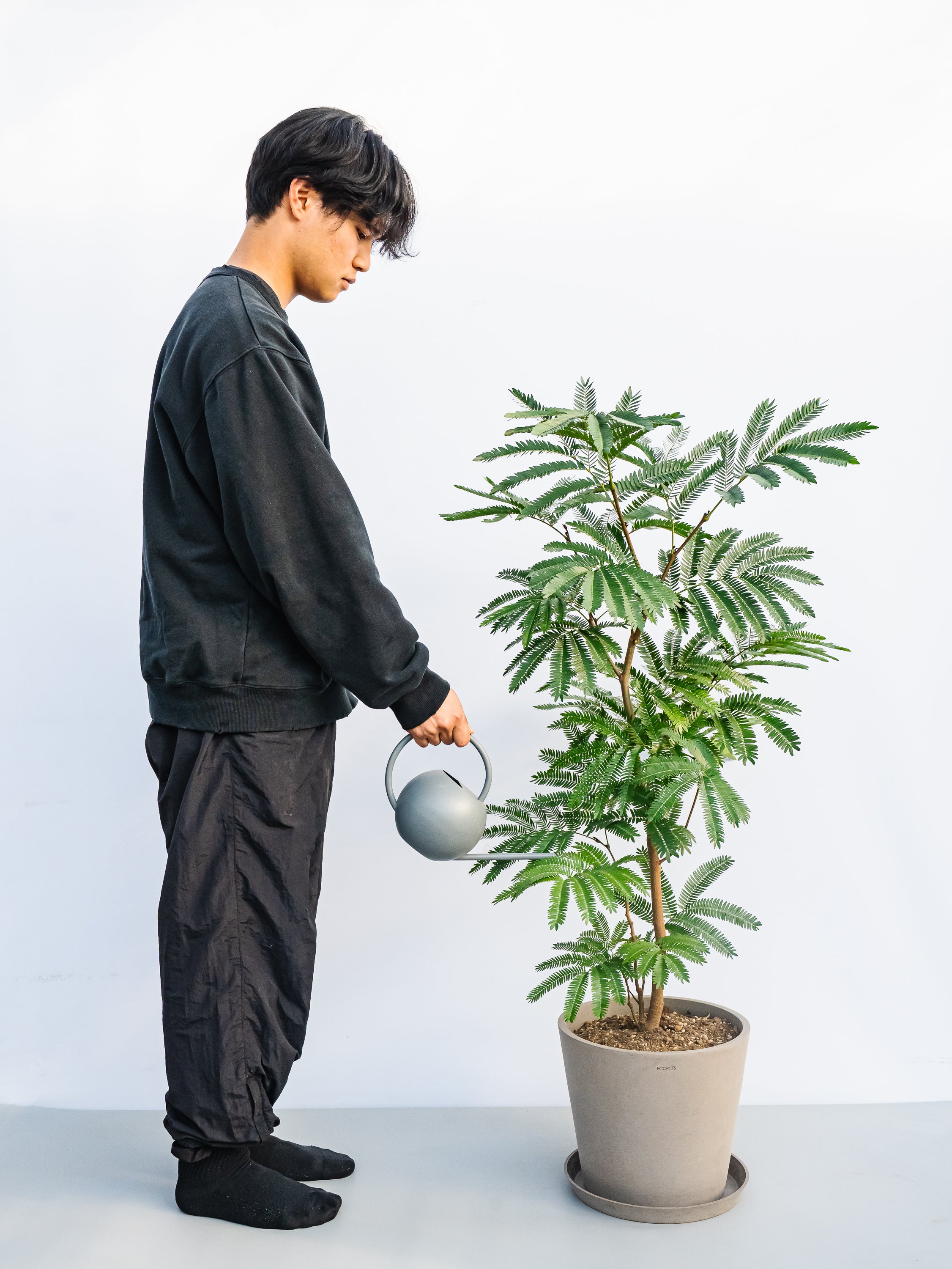 エバーフレッシュ L | 観葉植物の通販 AND PLANTS (アンドプランツ)