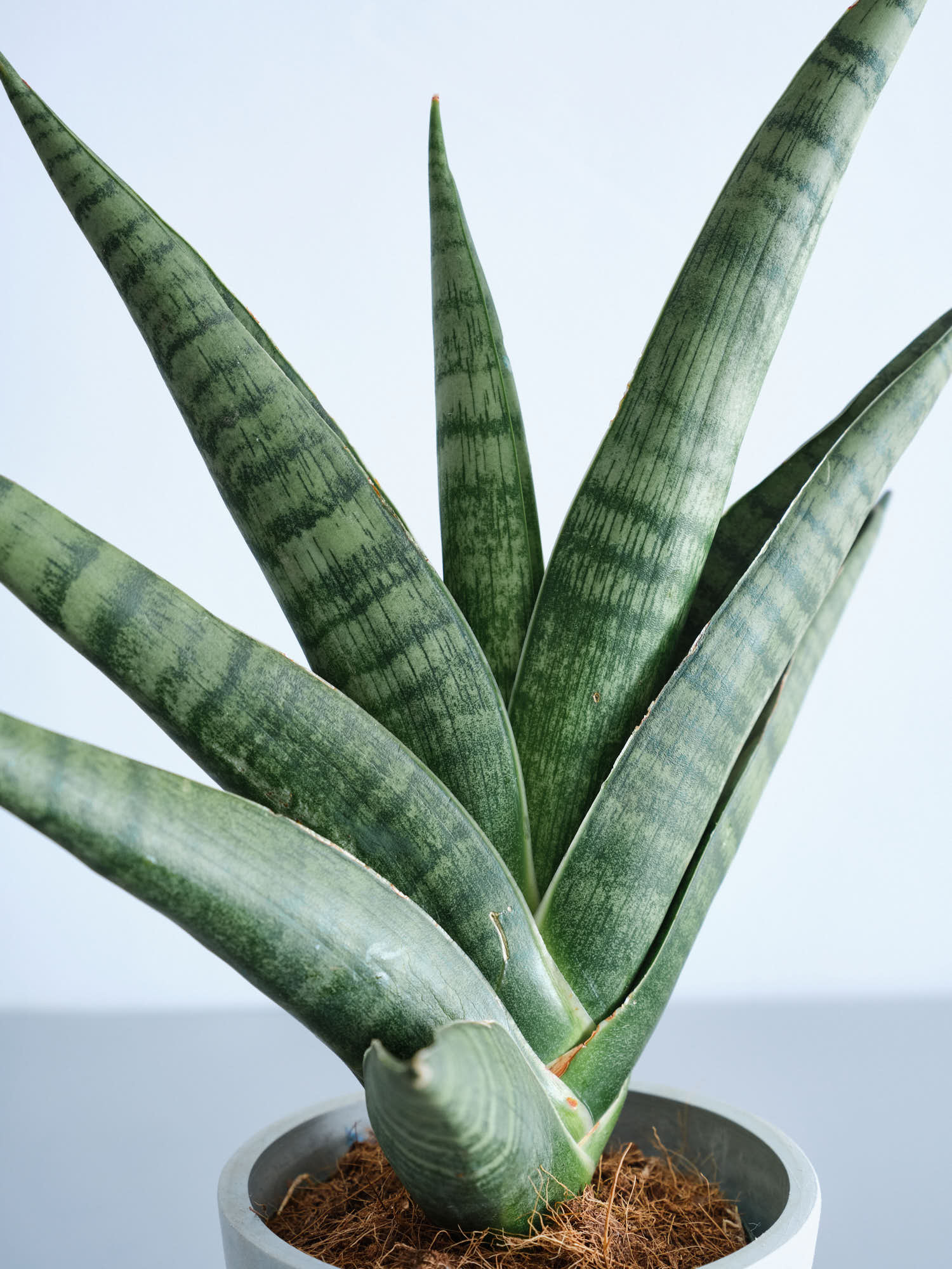 サンスベリア・インディ Table-S | 観葉植物の通販 AND PLANTS (アンド