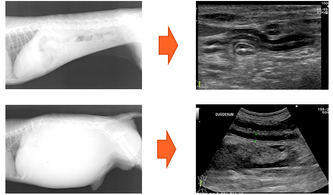いまさら聞けない！ 腹部超音波検査〜臓器別観察のポイント〜 | 株式