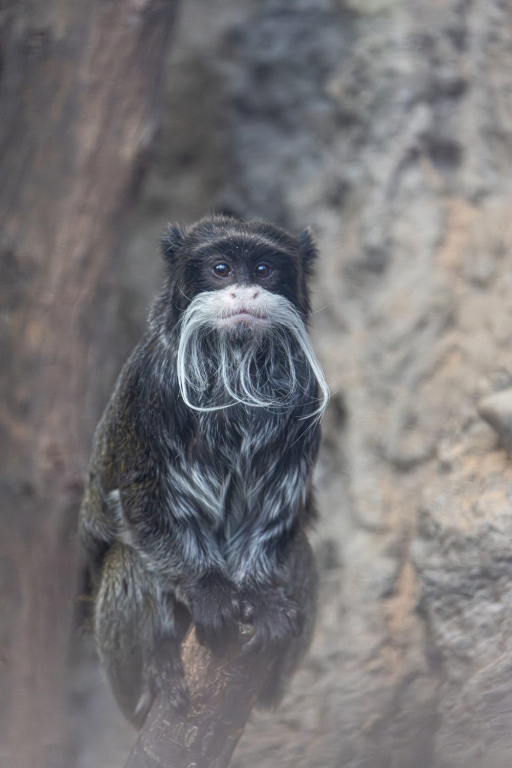 Mustachioed Monkeys? Emperor Tamarins at Lincoln Park Zoo