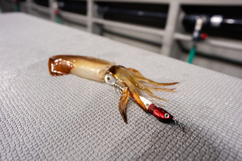 アニサキスッテ / ANISAKISUTTE - アニサキス公式HP