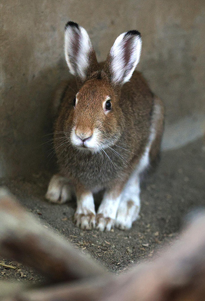 エゾユキウサギの冬毛＊徐々に真っ白 保護色に | 北海道新聞 旭川支社