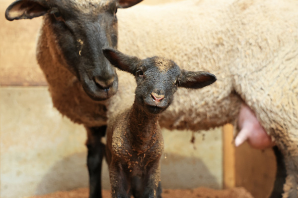 マザー牧場、「赤ちゃん羊」が主役のイベントを開催【館山自動車道