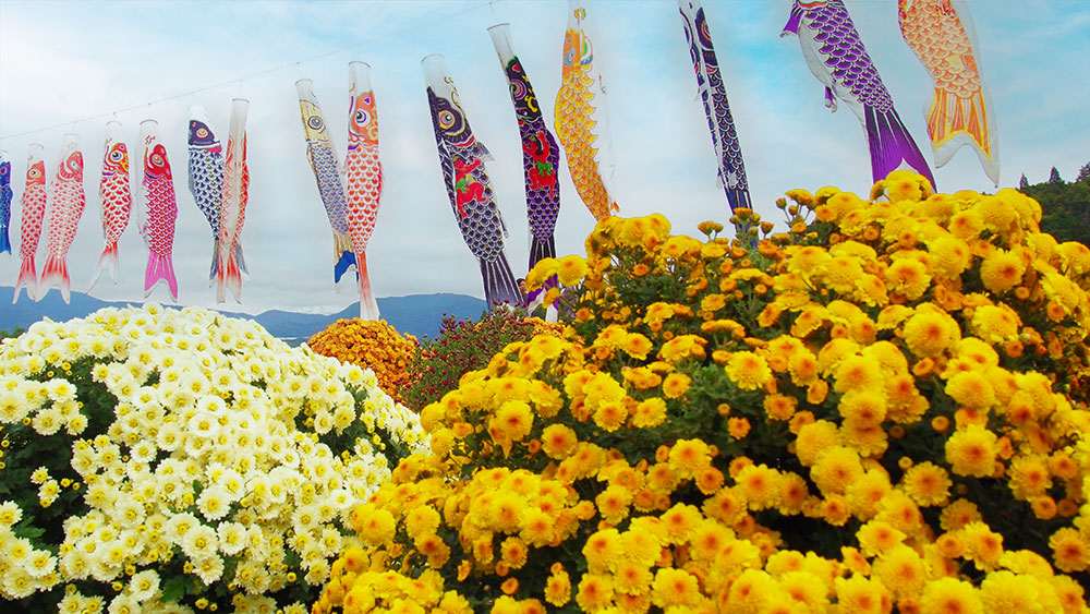 南足柄市の秋の風物「ざる菊まつり」今年も開催！│アシガラッテ