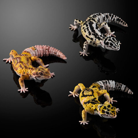 いきもの大図鑑アドバンス ヒョウモントカゲモドキ3種セット」可動