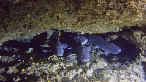 NHKで2日21時放送「幻のシーラカンス王国」深海で8K撮影を可能した