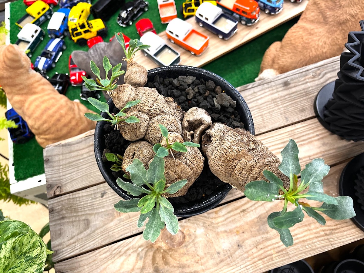 ユーフォルビア・ツベローサ | SHELF