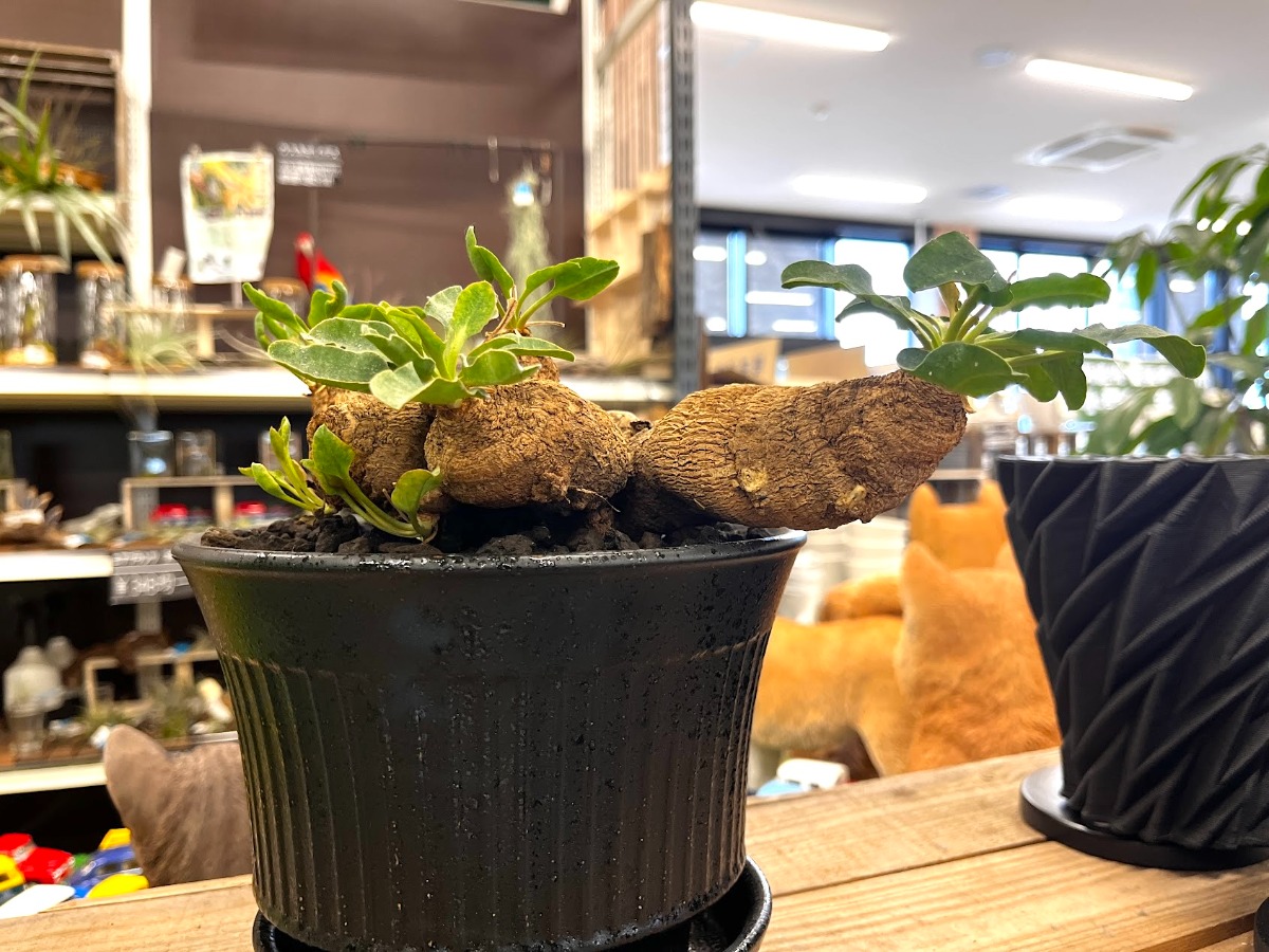 ユーフォルビア・ツベローサ | SHELF