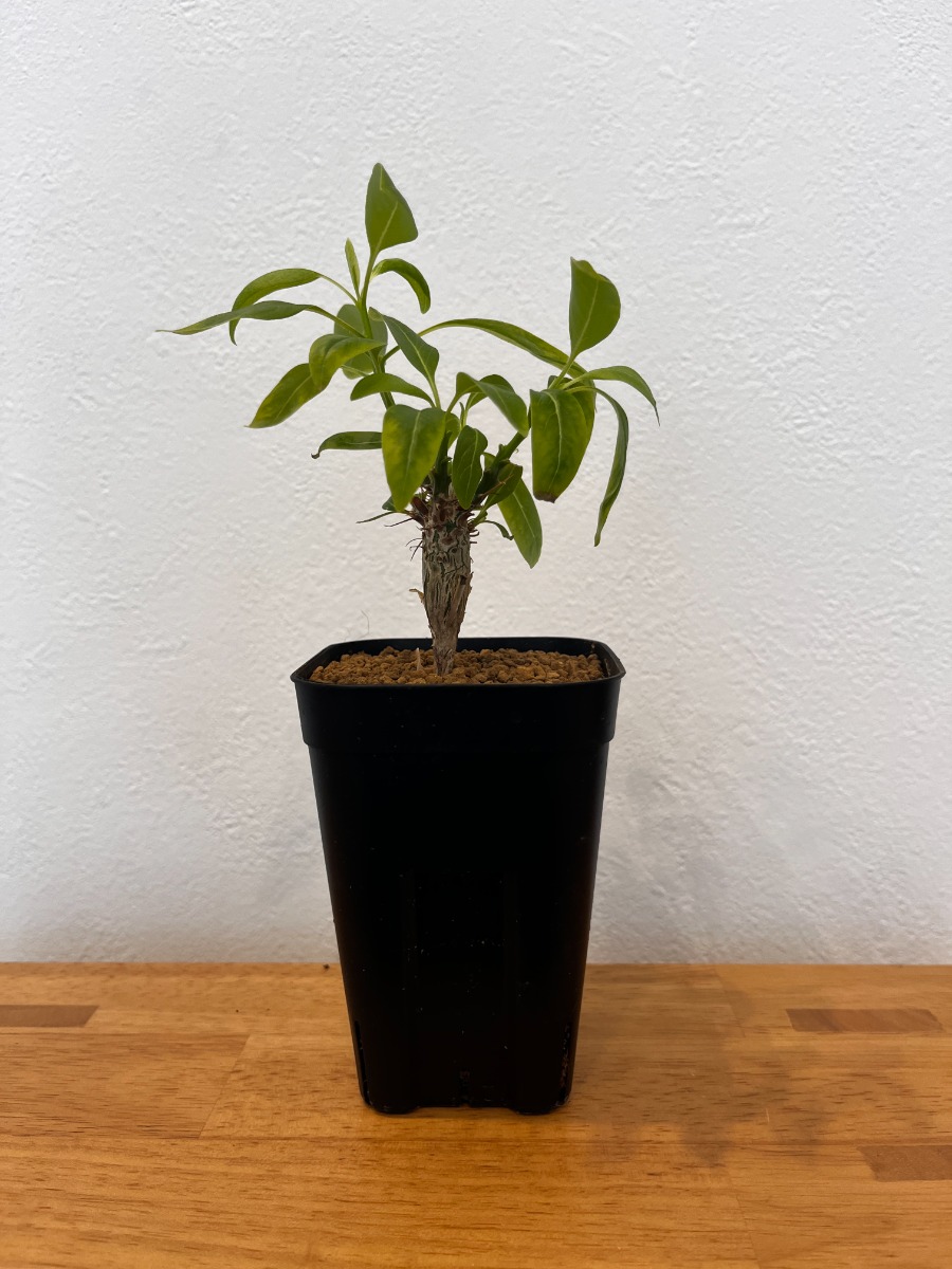 フォークイエリア・ファシクラータ（実生）_01 | SHELF