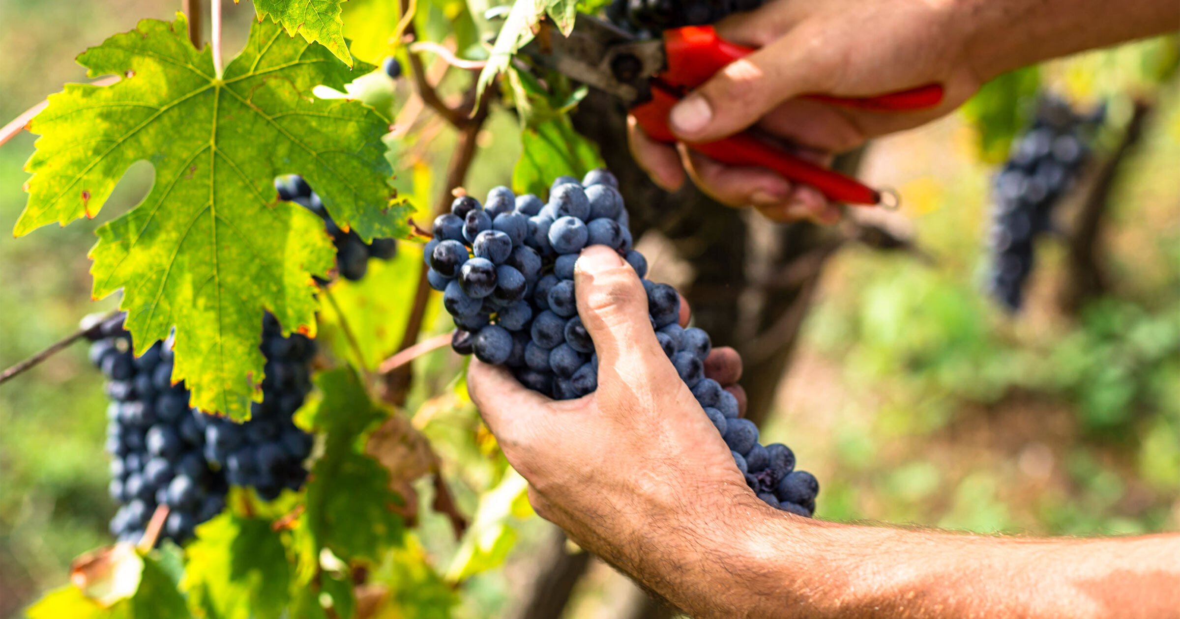 ワイン用ブドウ栽培～ブドウ畑の一年間～｜ワインやお酒にまつわるお