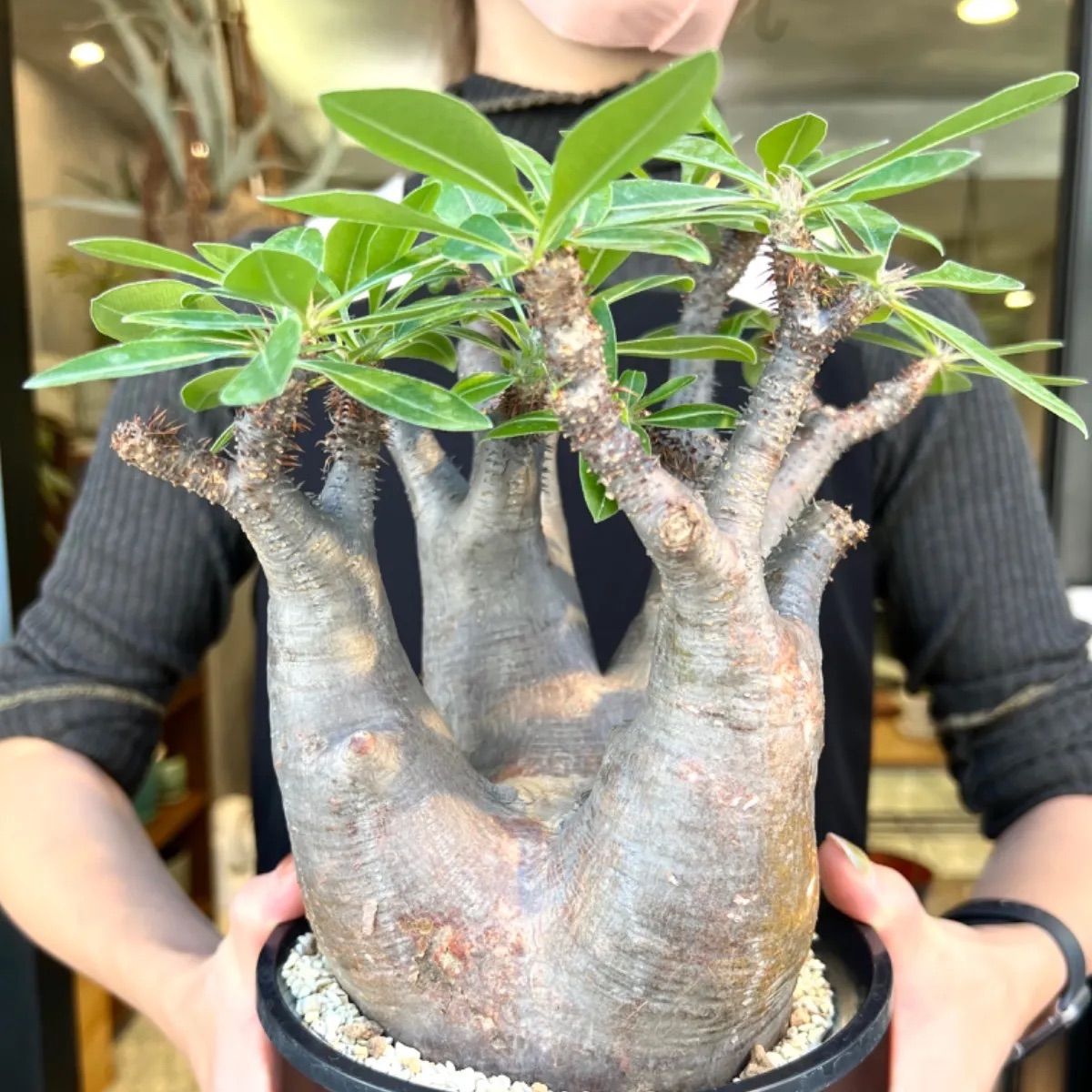 残り1株・早い者勝ちとなります】パキポディウム マカイエンセ 現地球