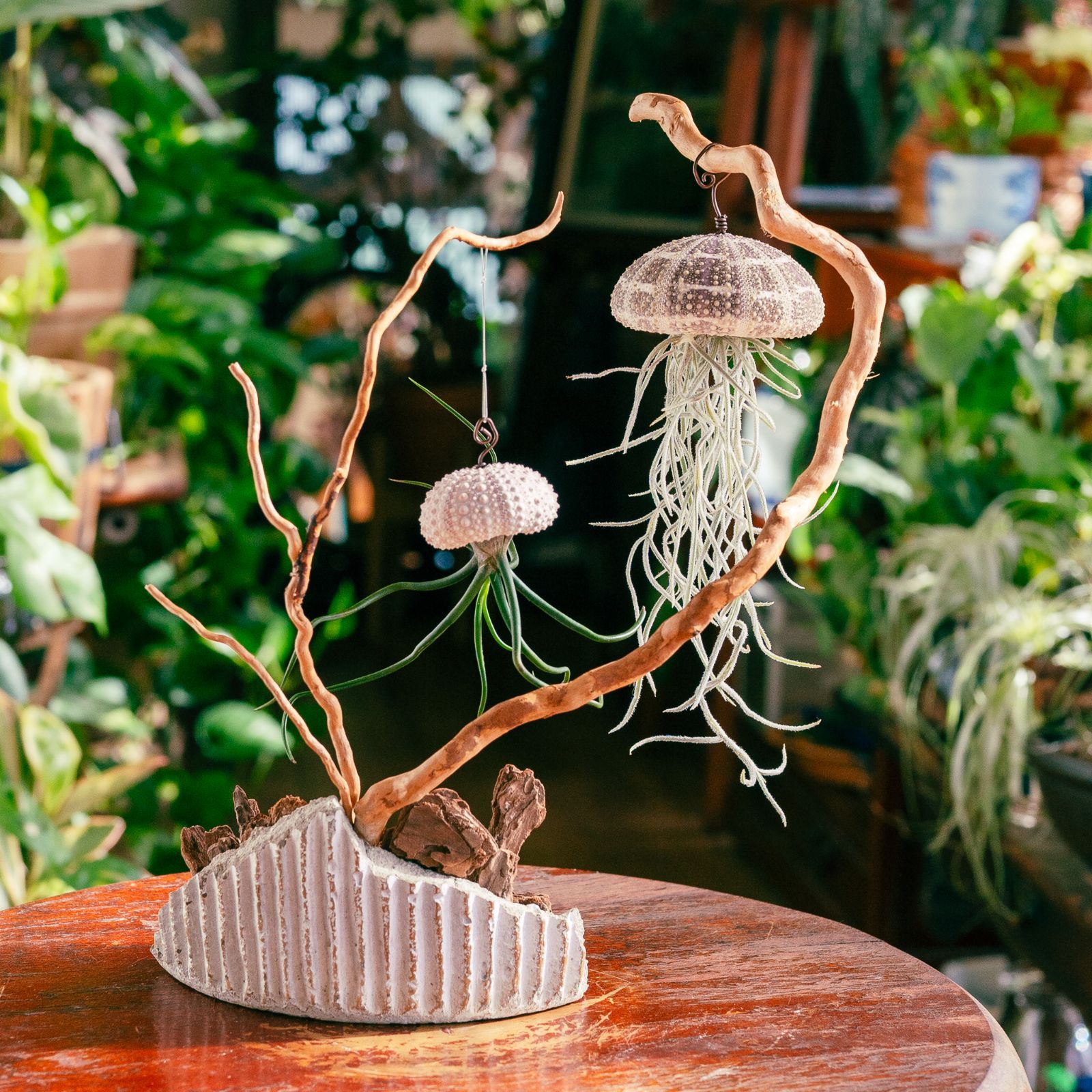 これはクラゲか、エイリアンか。】𖣔 チランジア・ブルボーサ