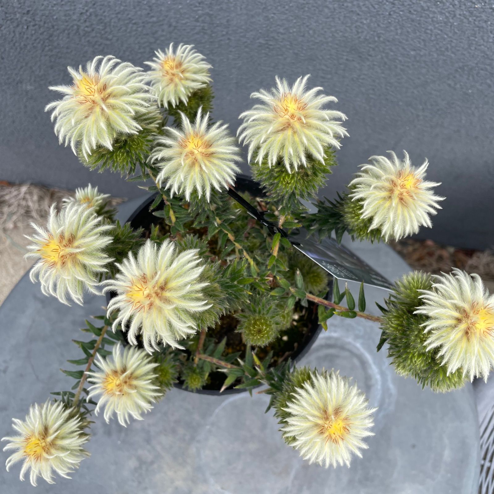 ガーデニング フィリカ プベッセンス 5寸2鉢 オージープランツ