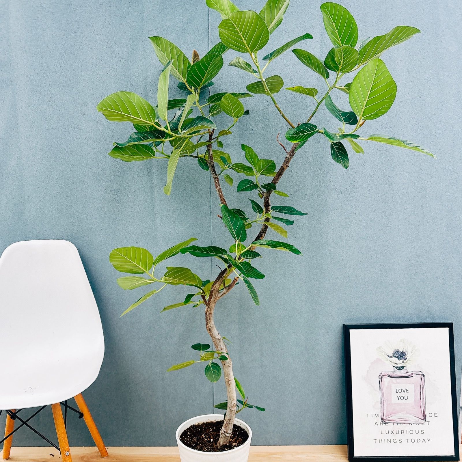 現品］【希少】S フィカス グランディス 曲がり 8号 観葉植物 室内