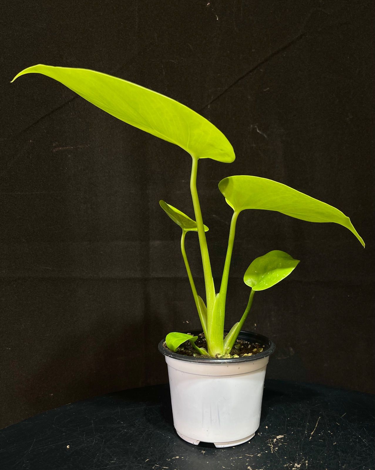 Monstera Deliciosa Super Golden モンステラ デリシオーサ黄金葉