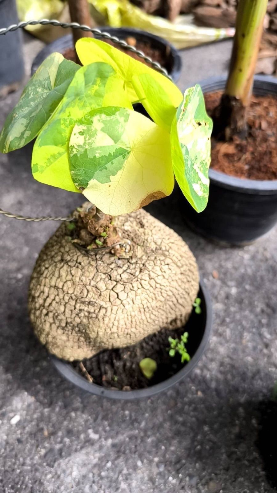 超レア 黄斑入り ステファニア スベローサ コーデックス 多肉植物 怪奇