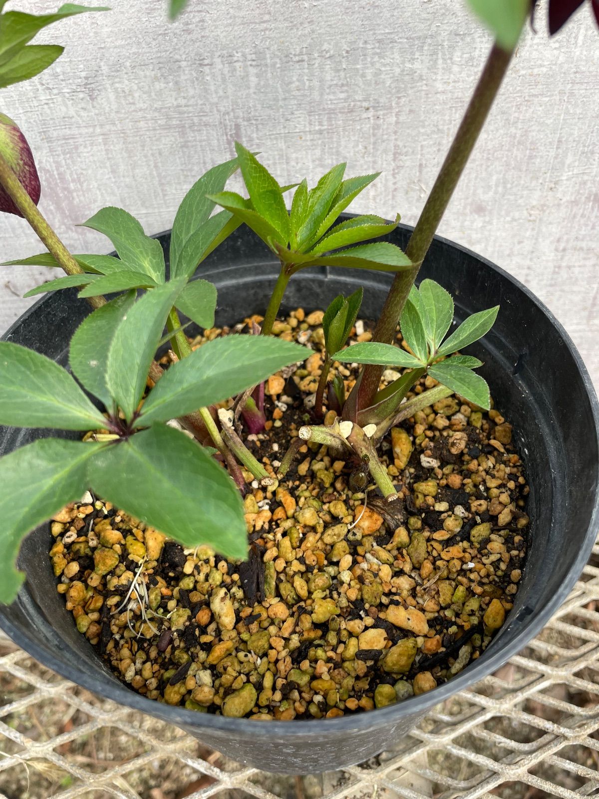 クリスマスローズ ダブル26-5 バイカラー5号鉢 開花株 - メルカリ