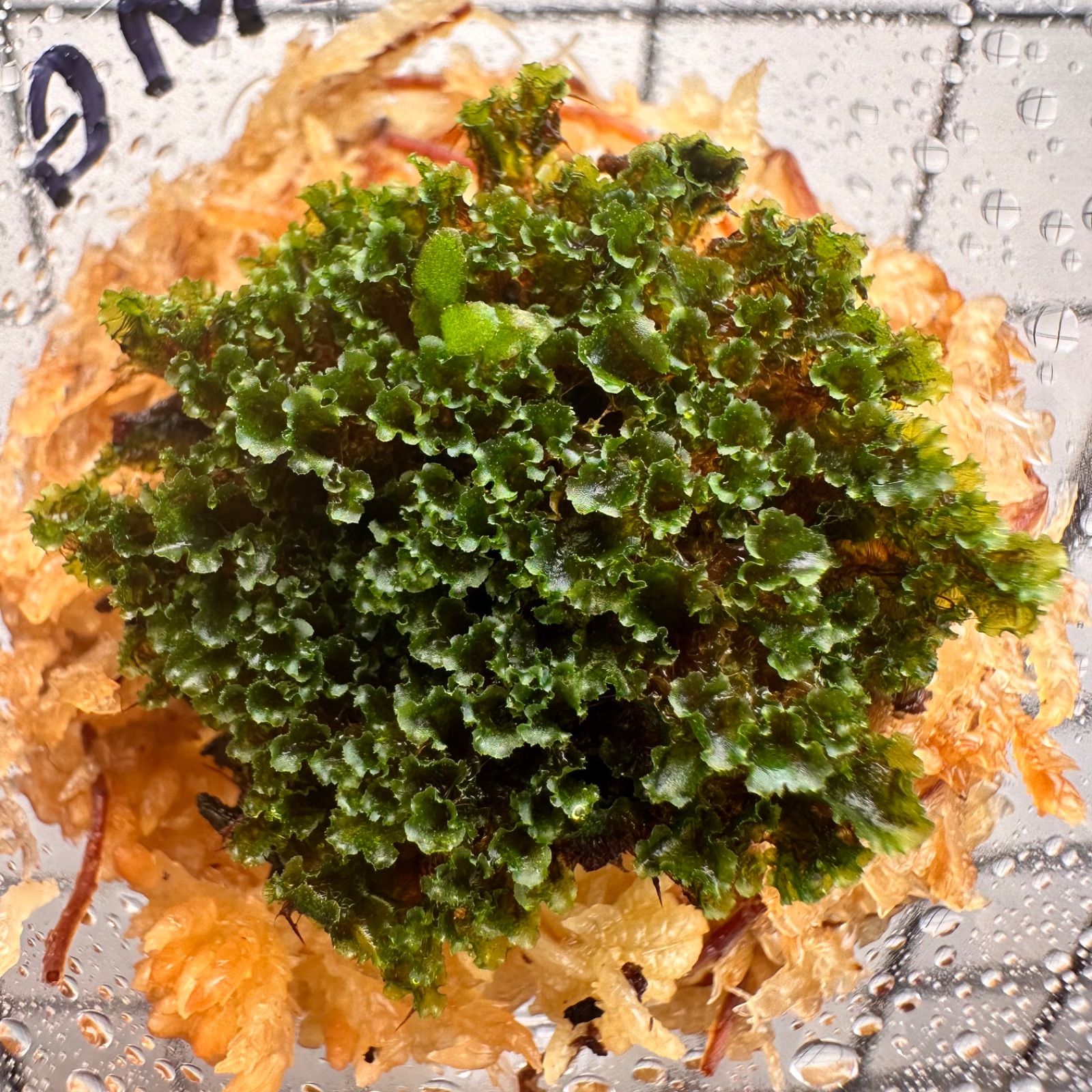 ①【3セット限定タイムセール！】P.willinckii OMG 前葉体 XLsize