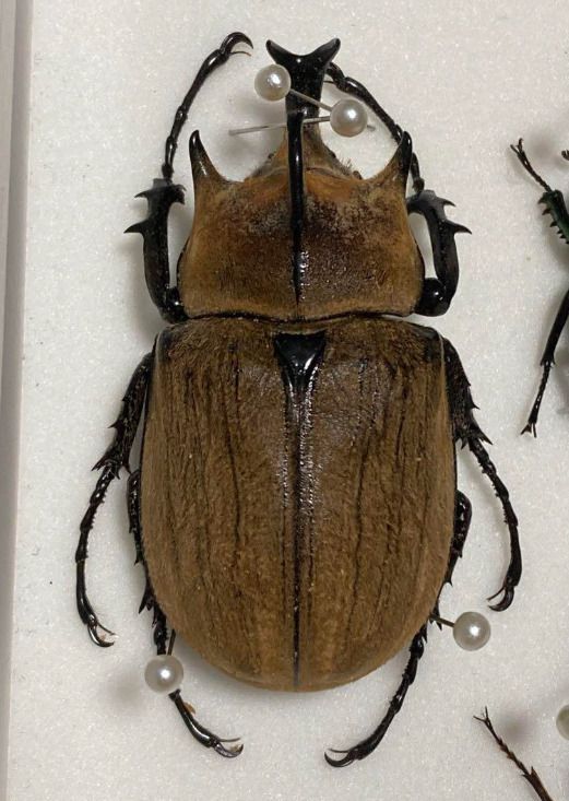 コロンビア産 ラミレスゾウカブト95mm コロンビア産 ラミレス