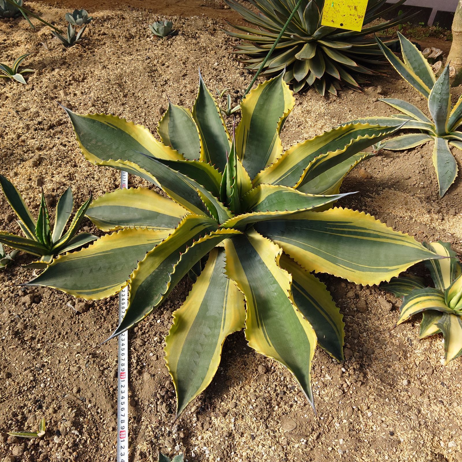 アガベ リップルエフェクト 超大株 直径80㎝ - メルカリ